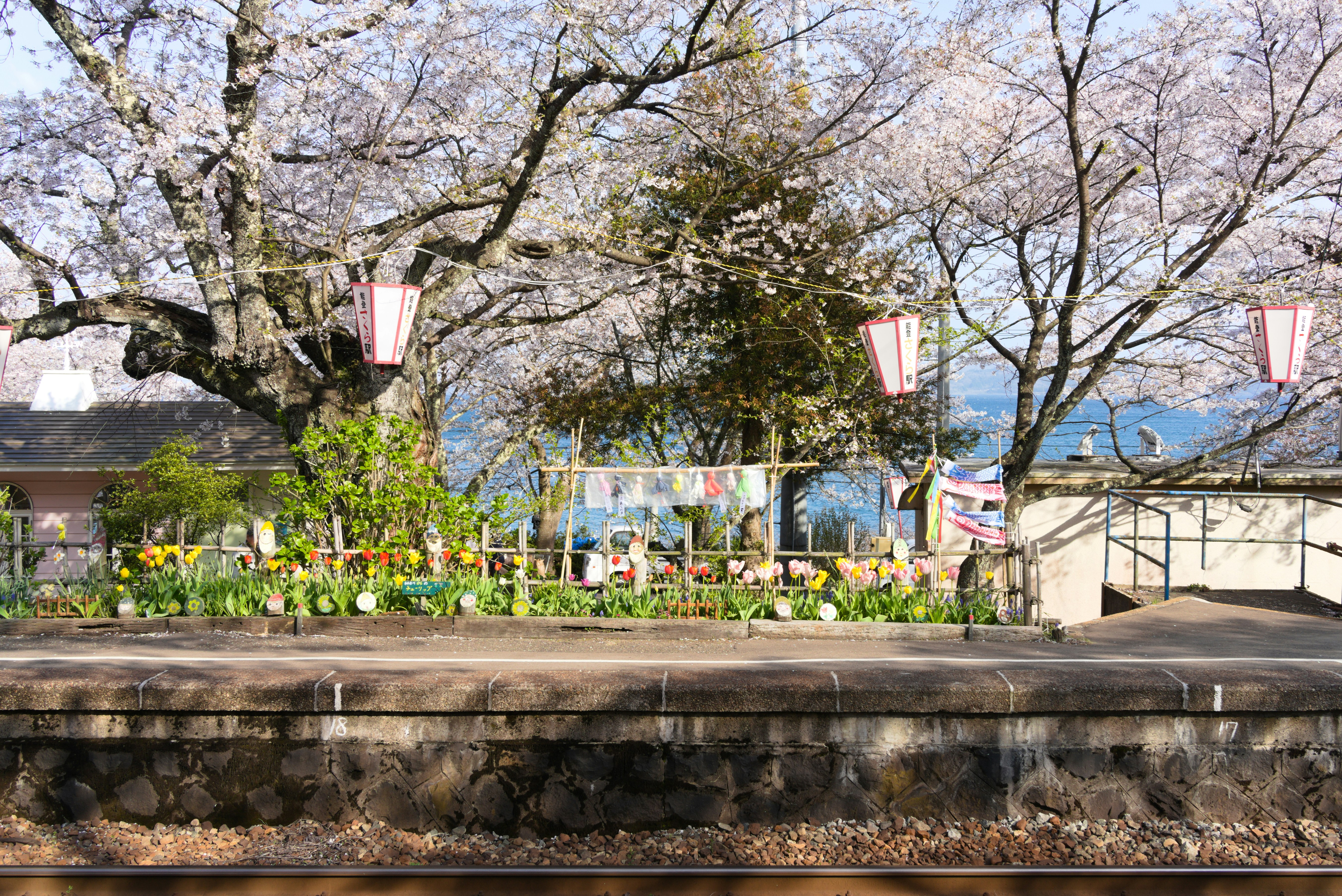 Cherry blossoms bloom above a train station platform - Free Photo on ...