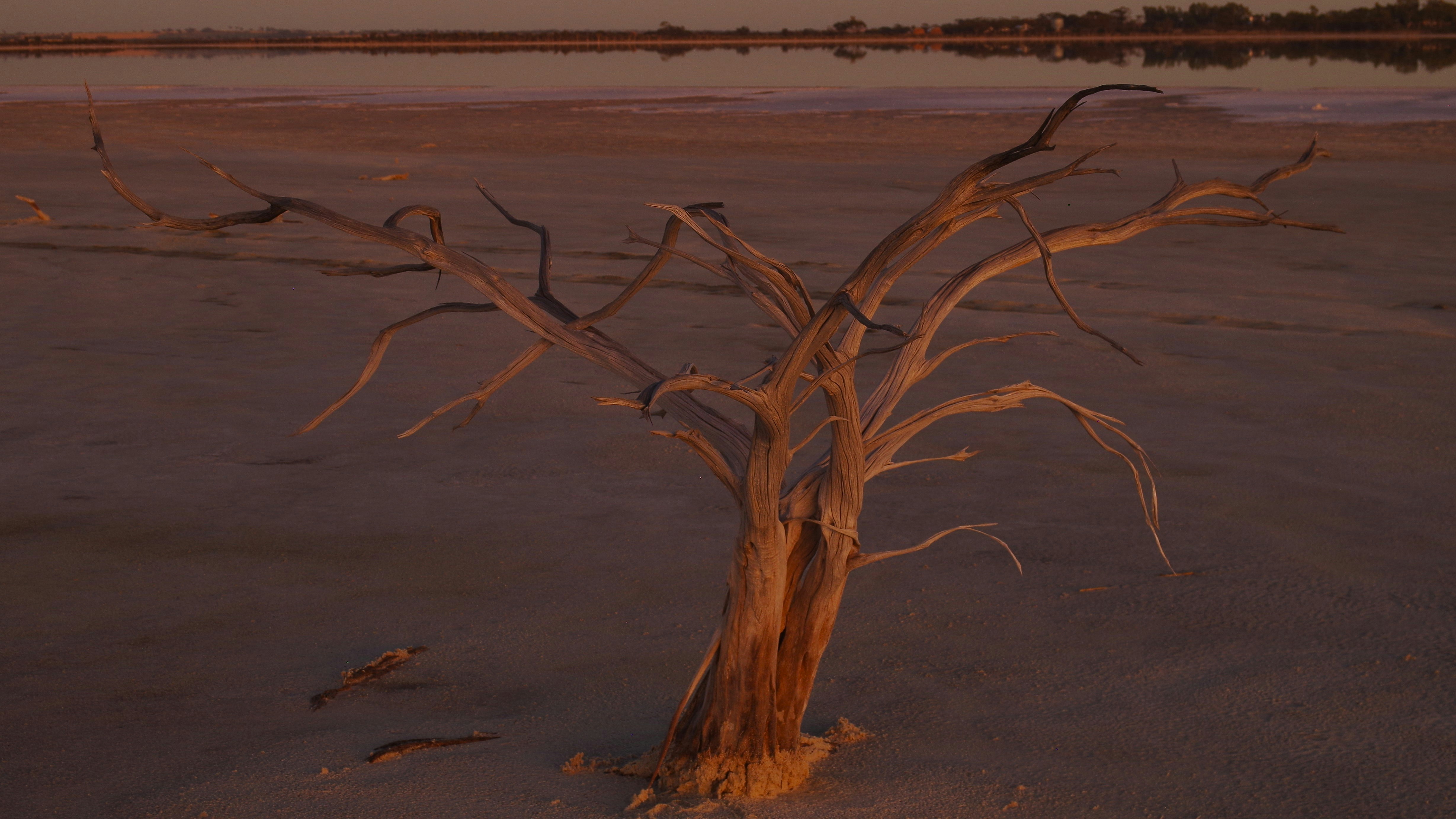 Uma árvore morta está em uma paisagem seca e árida.