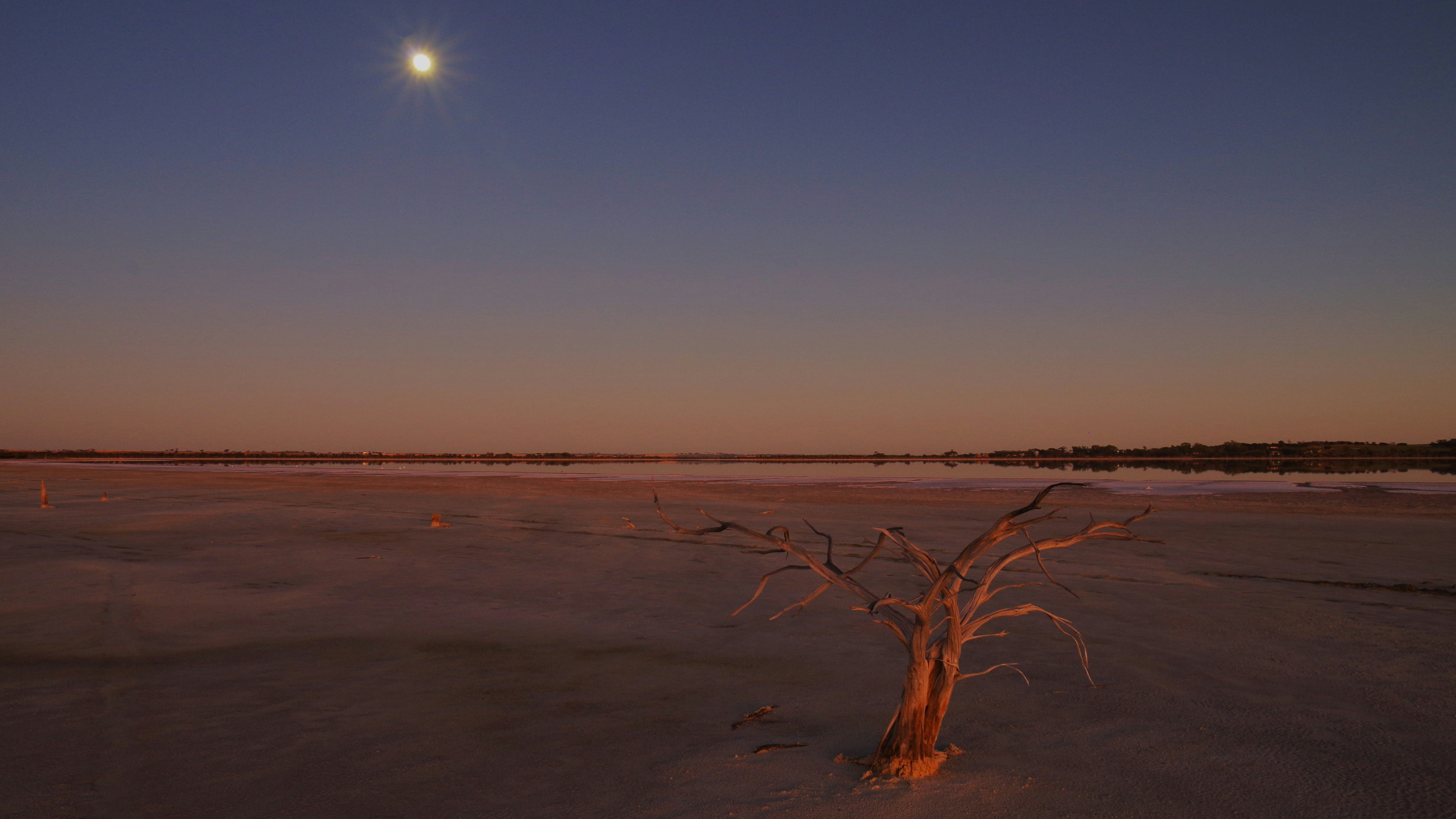 Árvore nua em um leito de lago seco ao pôr do sol