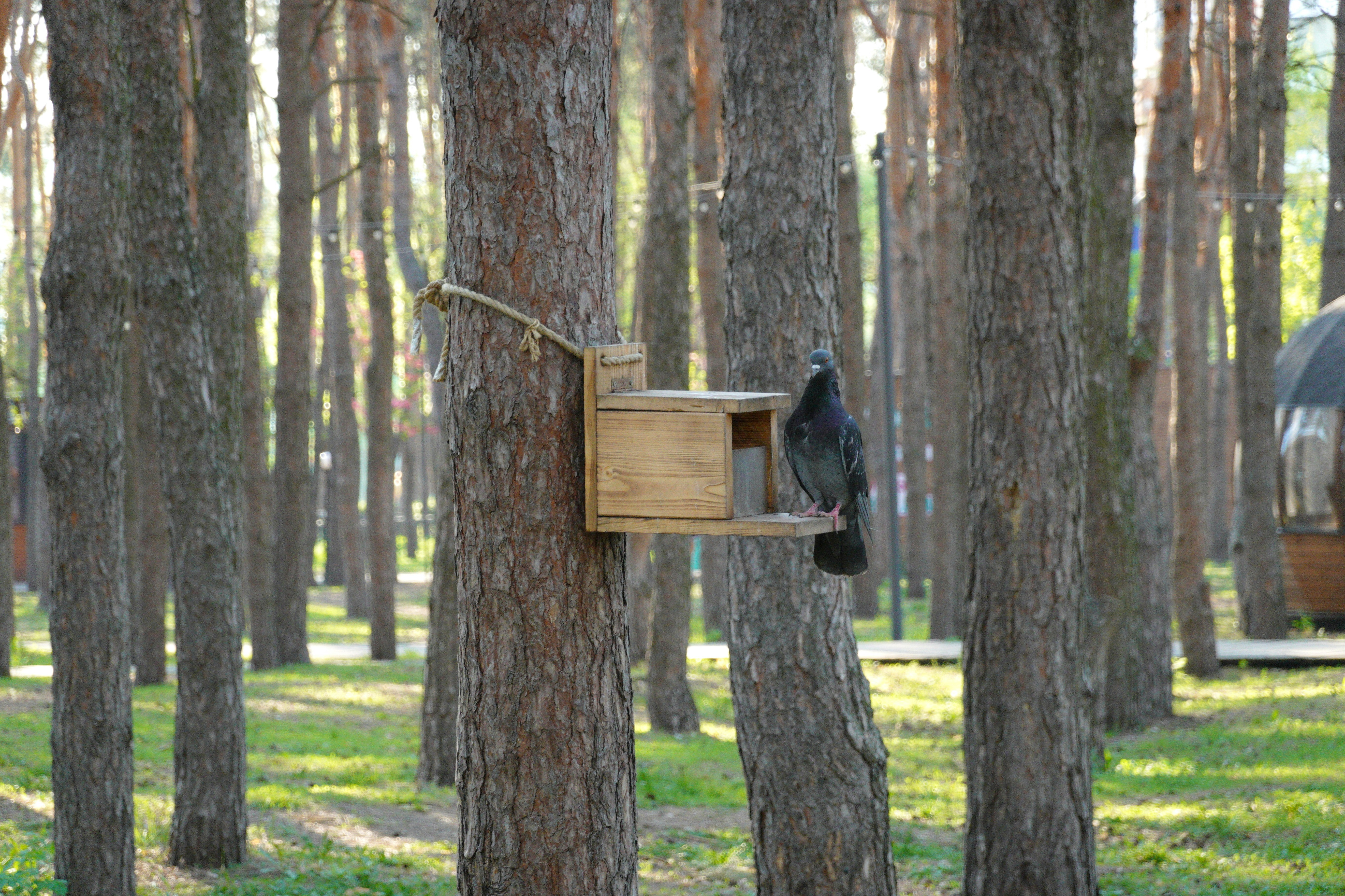 Un pájaro se sienta en un comedero de madera en un bosque.