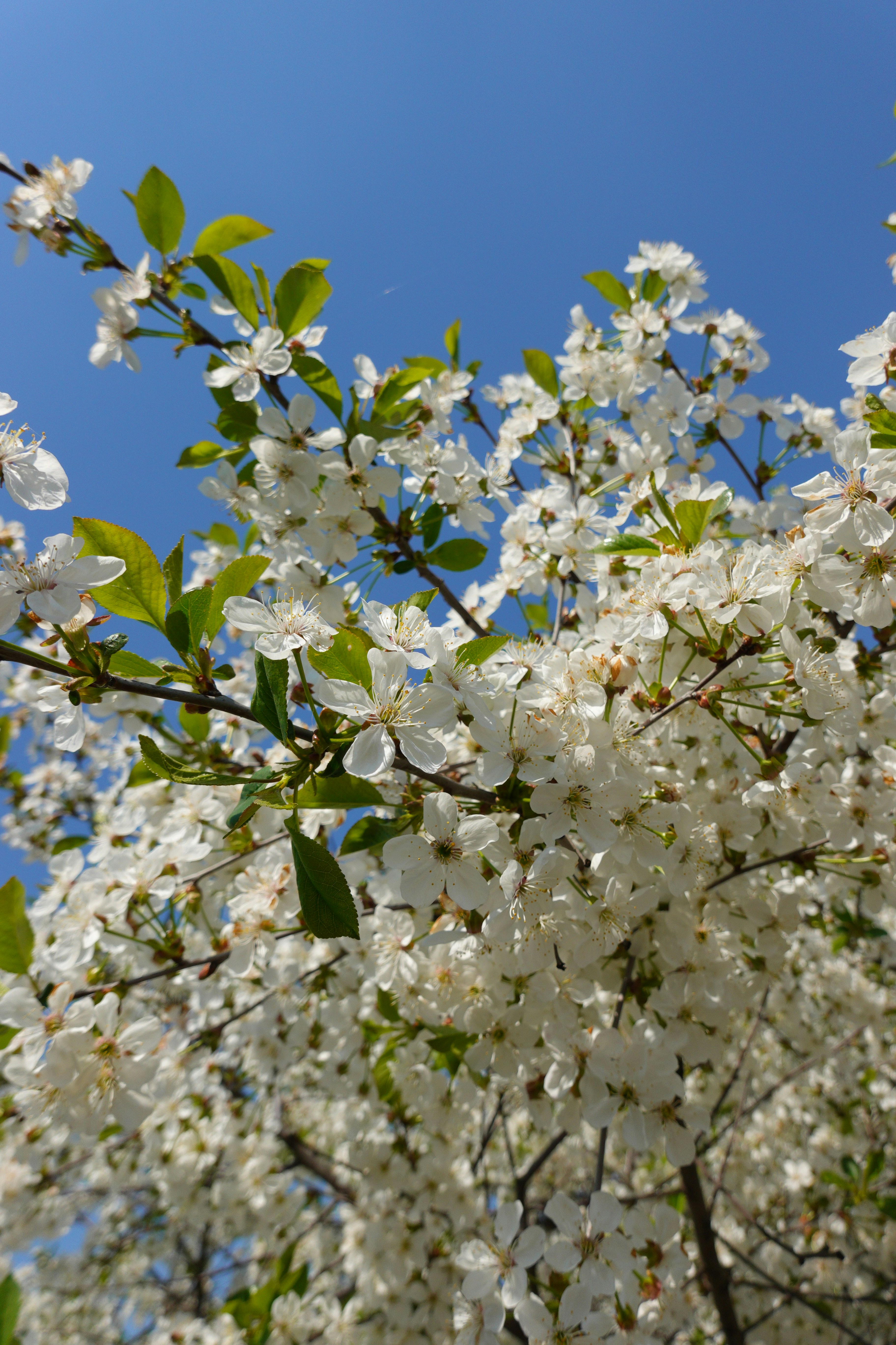Cerezos blancos florecen contra un cielo azul despejado.