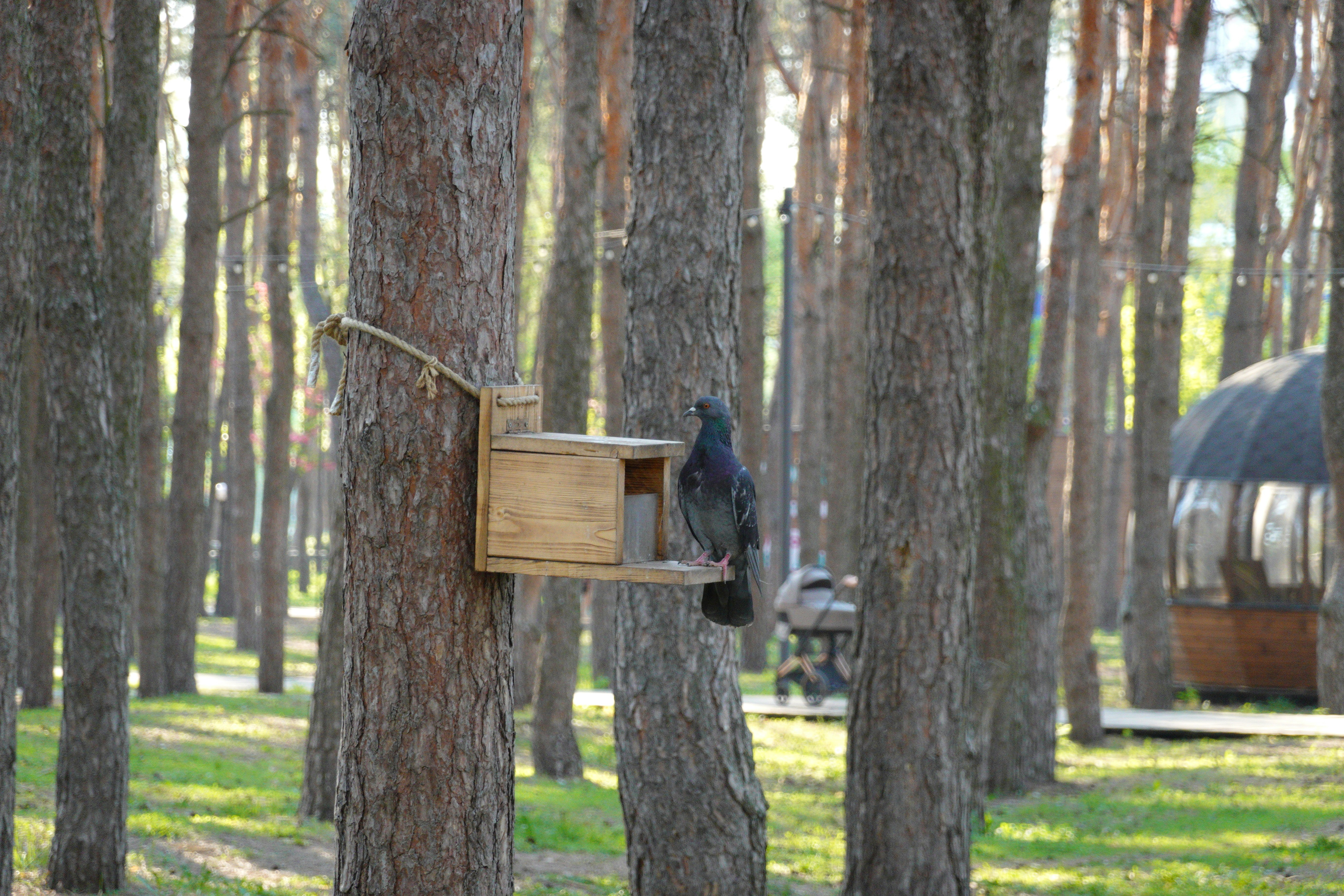 Una paloma en un comedero de madera para pájaros en un bosque.
