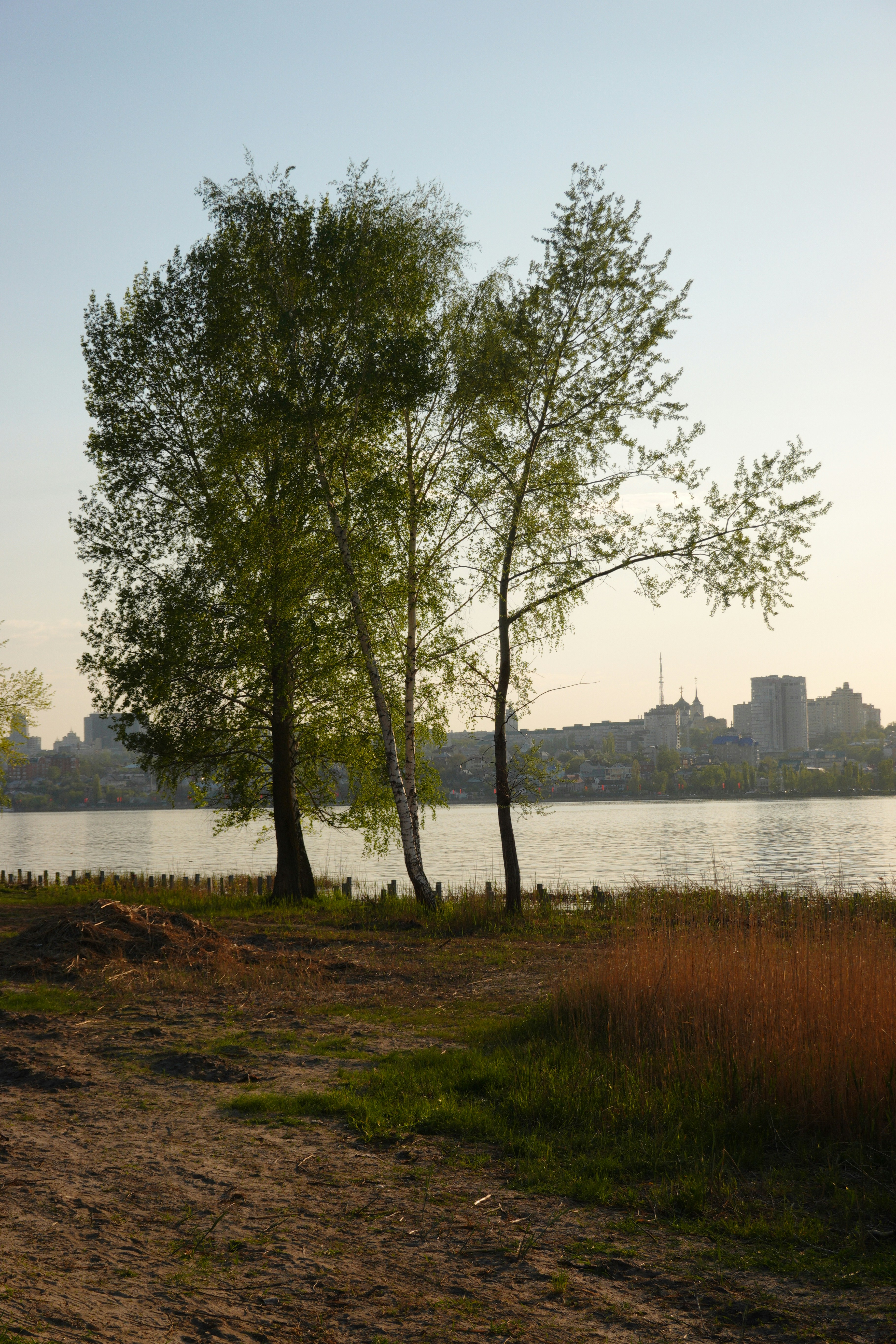 Árboles en la orilla de un río con el horizonte de la ciudad a lo lejos