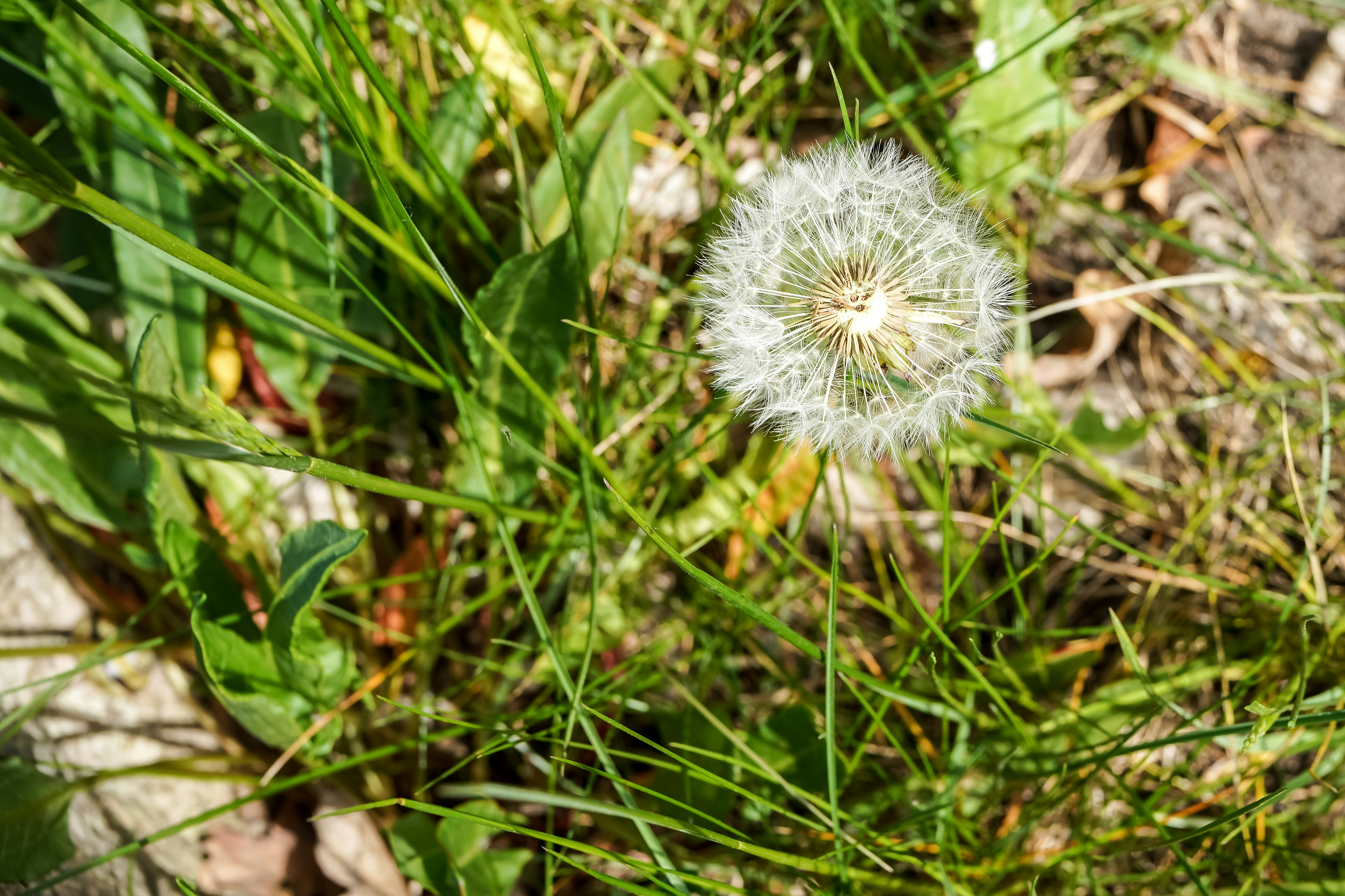 Una cabeza esponjosa de semilla de diente de león en hierba verde