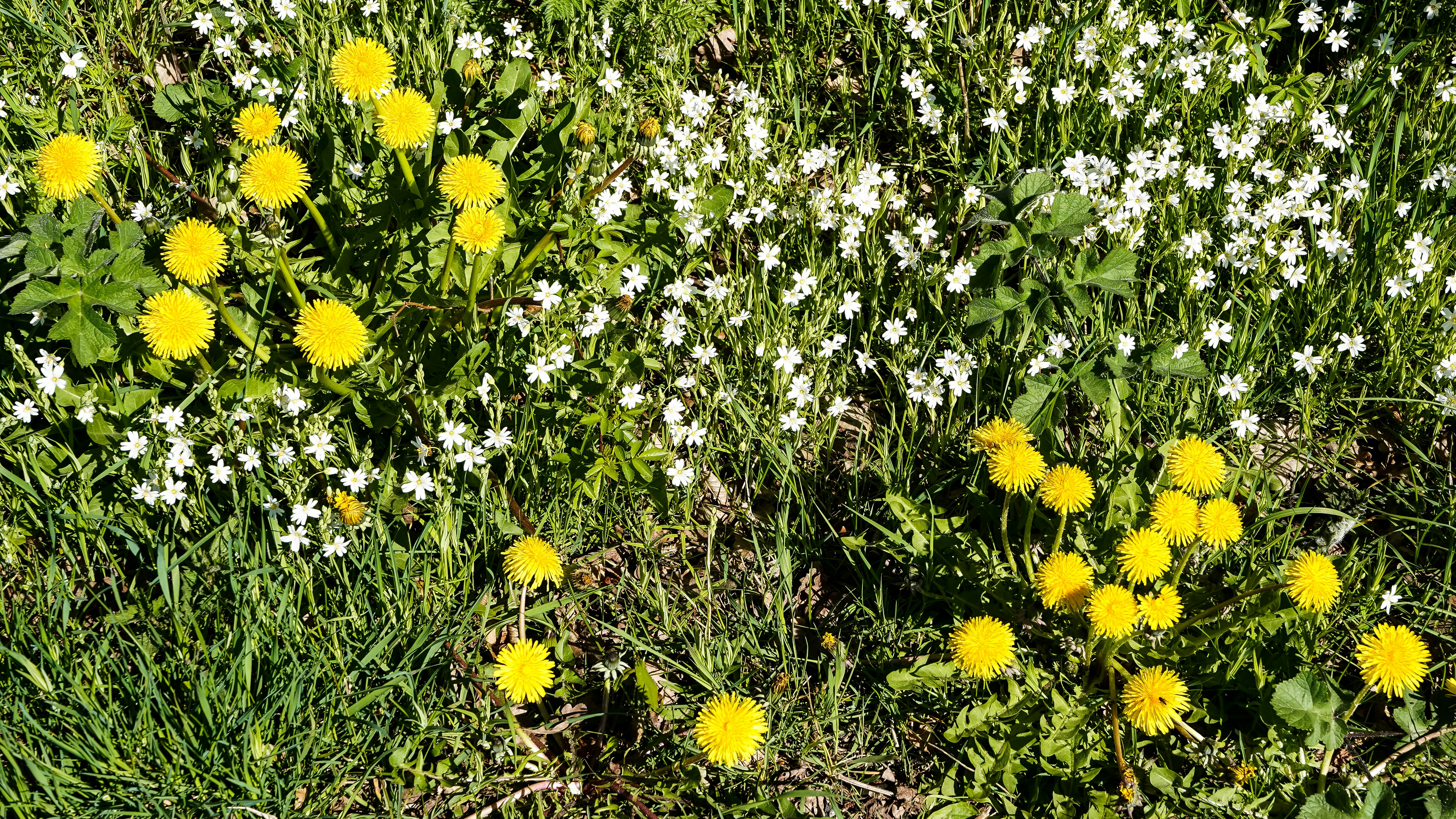Dientes de león amarillos y flores silvestres blancas sobre hierba verde.
