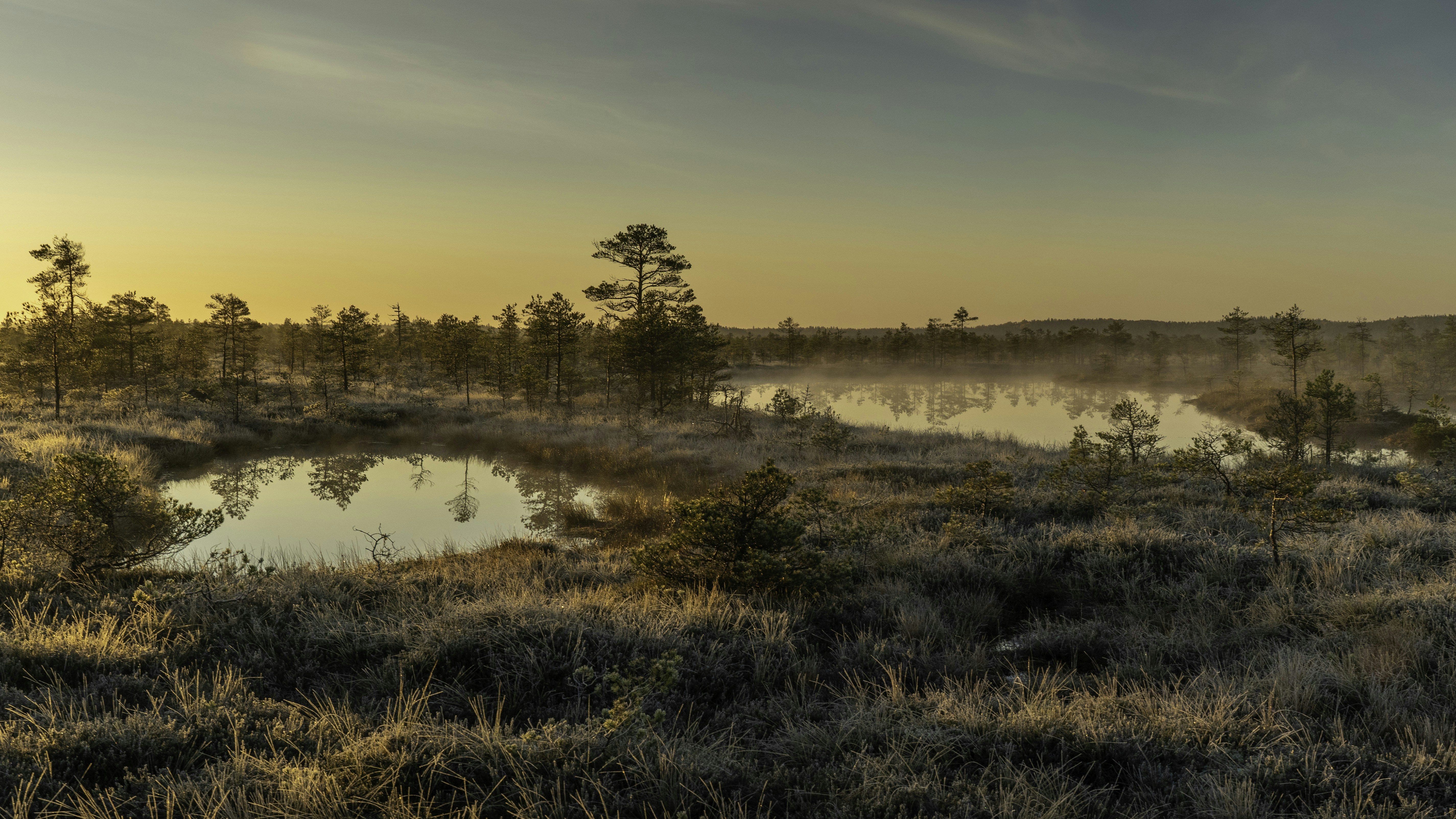 Paisaje pantanoso brumoso al amanecer con agua tranquila.