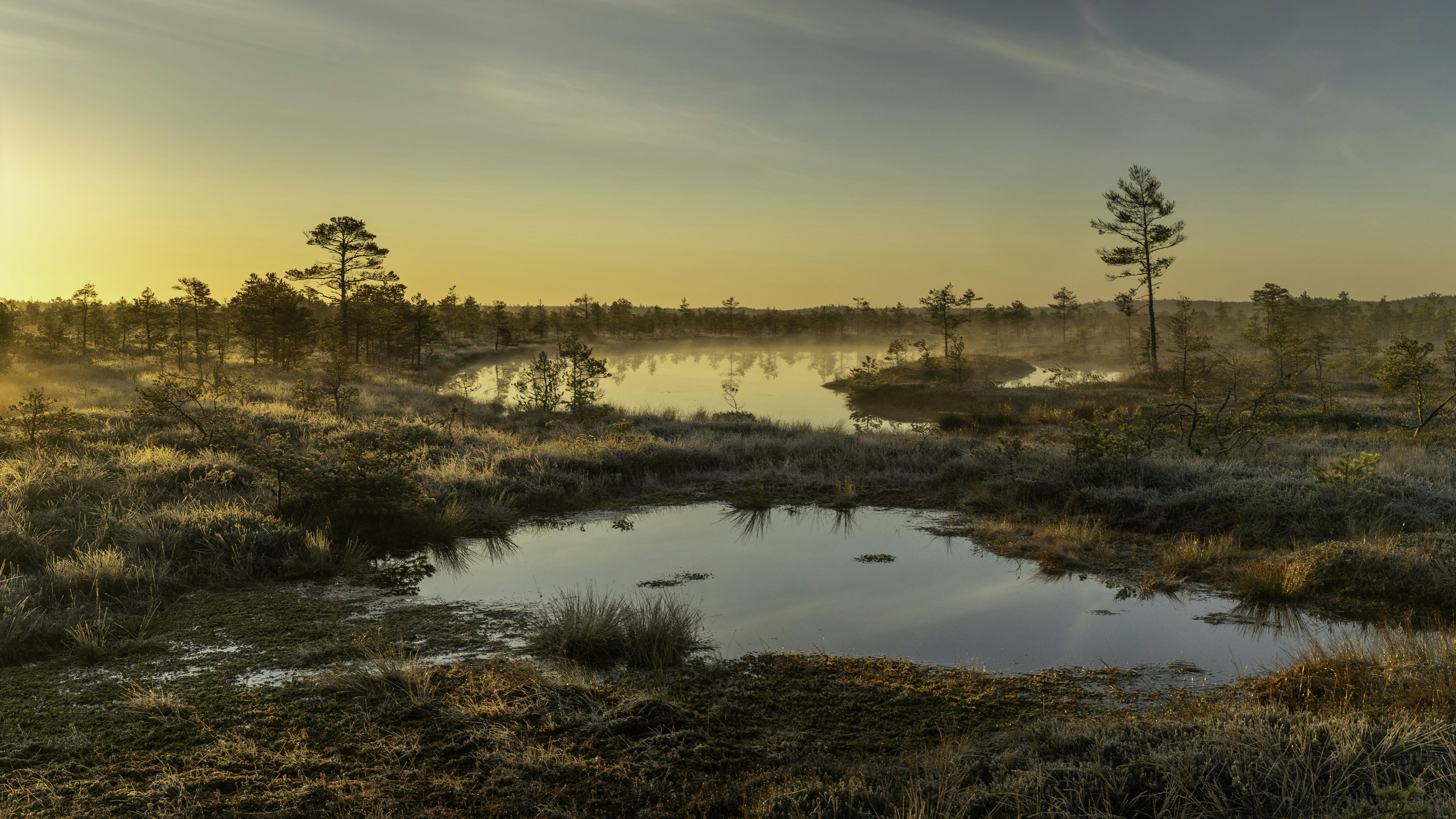 El amanecer sobre un paisaje pantanoso brumoso con pequeños árboles.