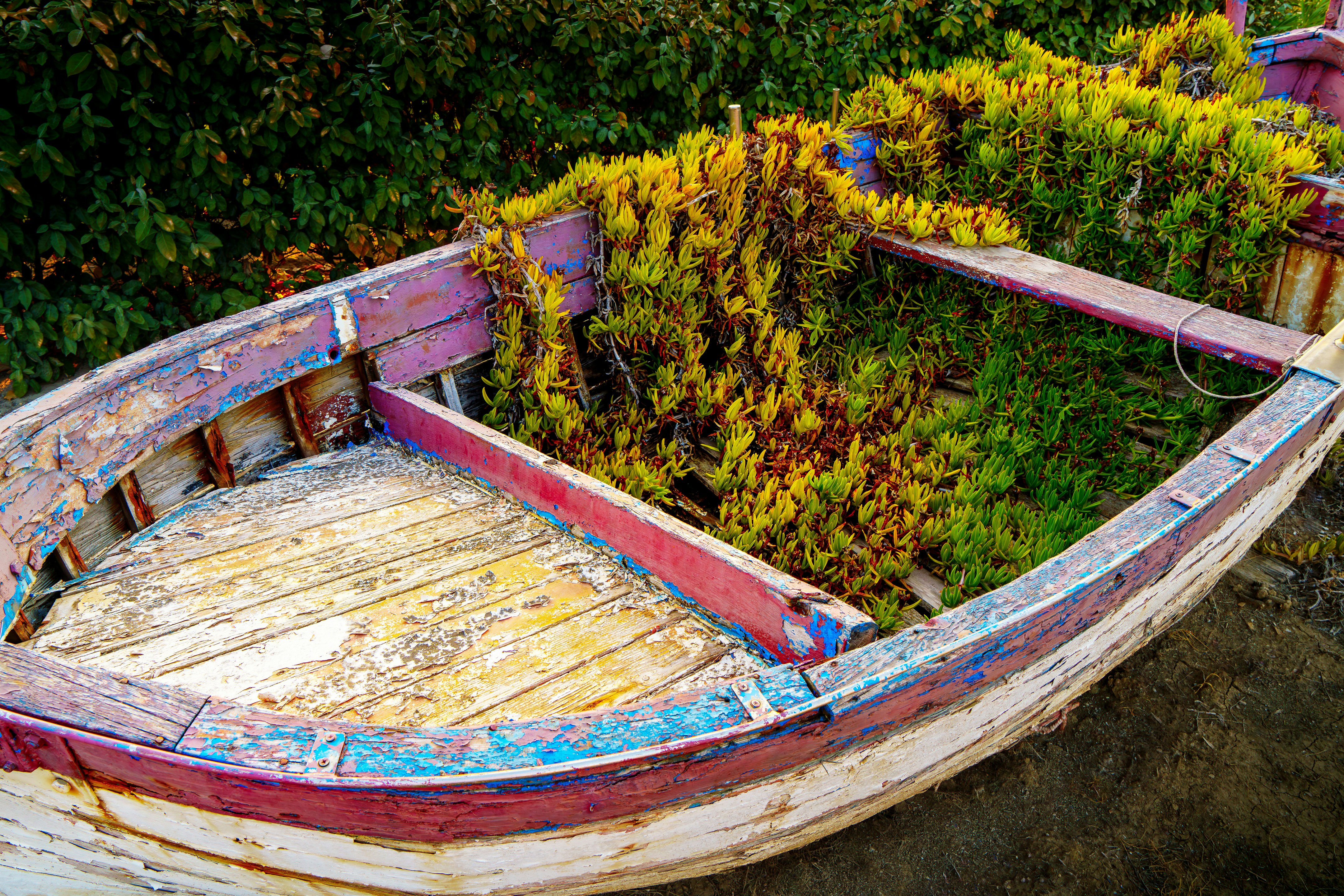 Overgrown rowboat filled with plants on land