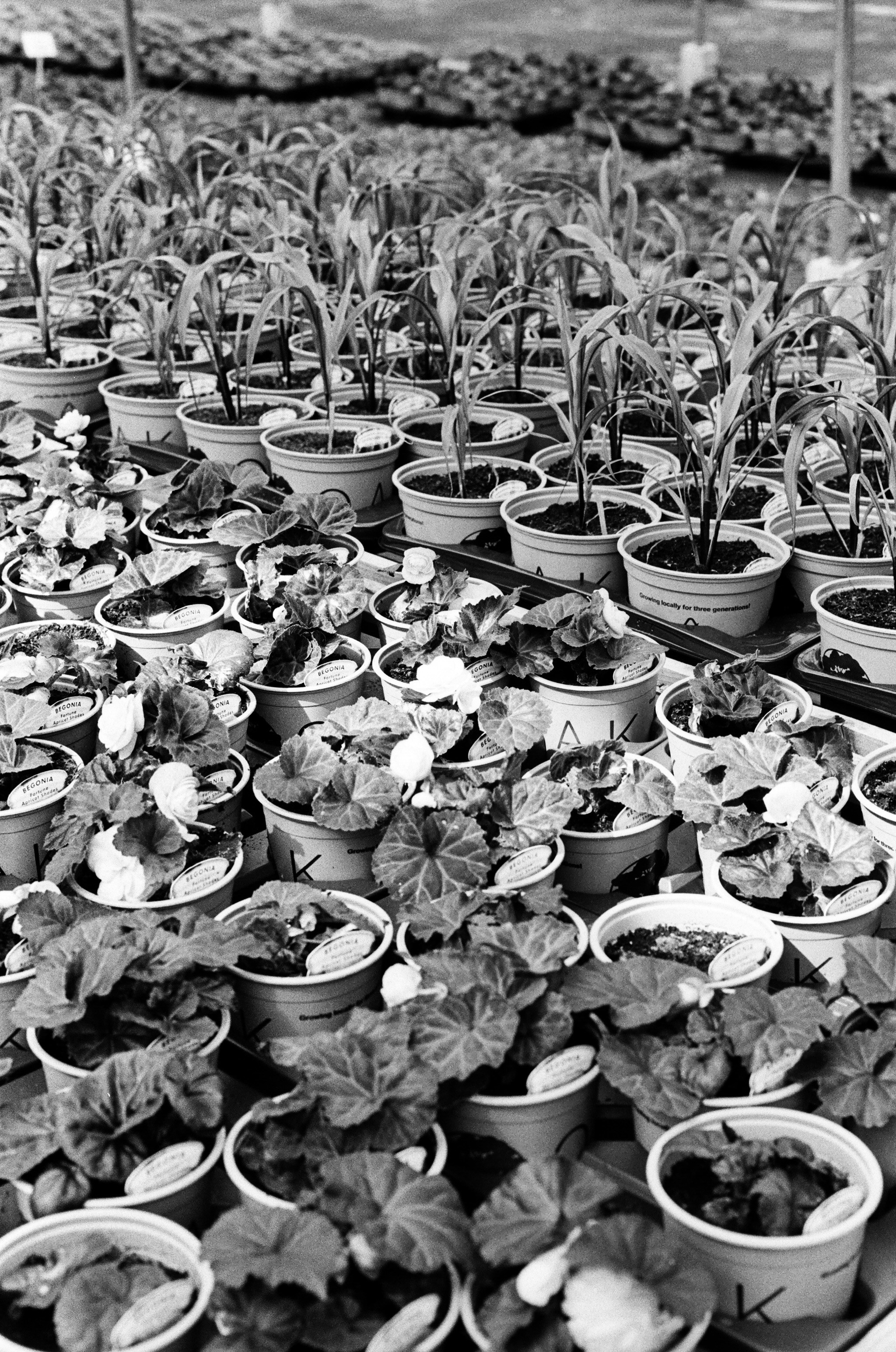Deretan tanaman pot di rumah kaca