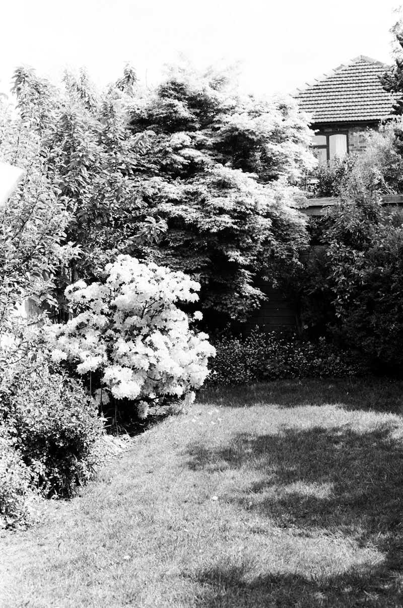 Lush green garden with blooming bushes and trimmed trees