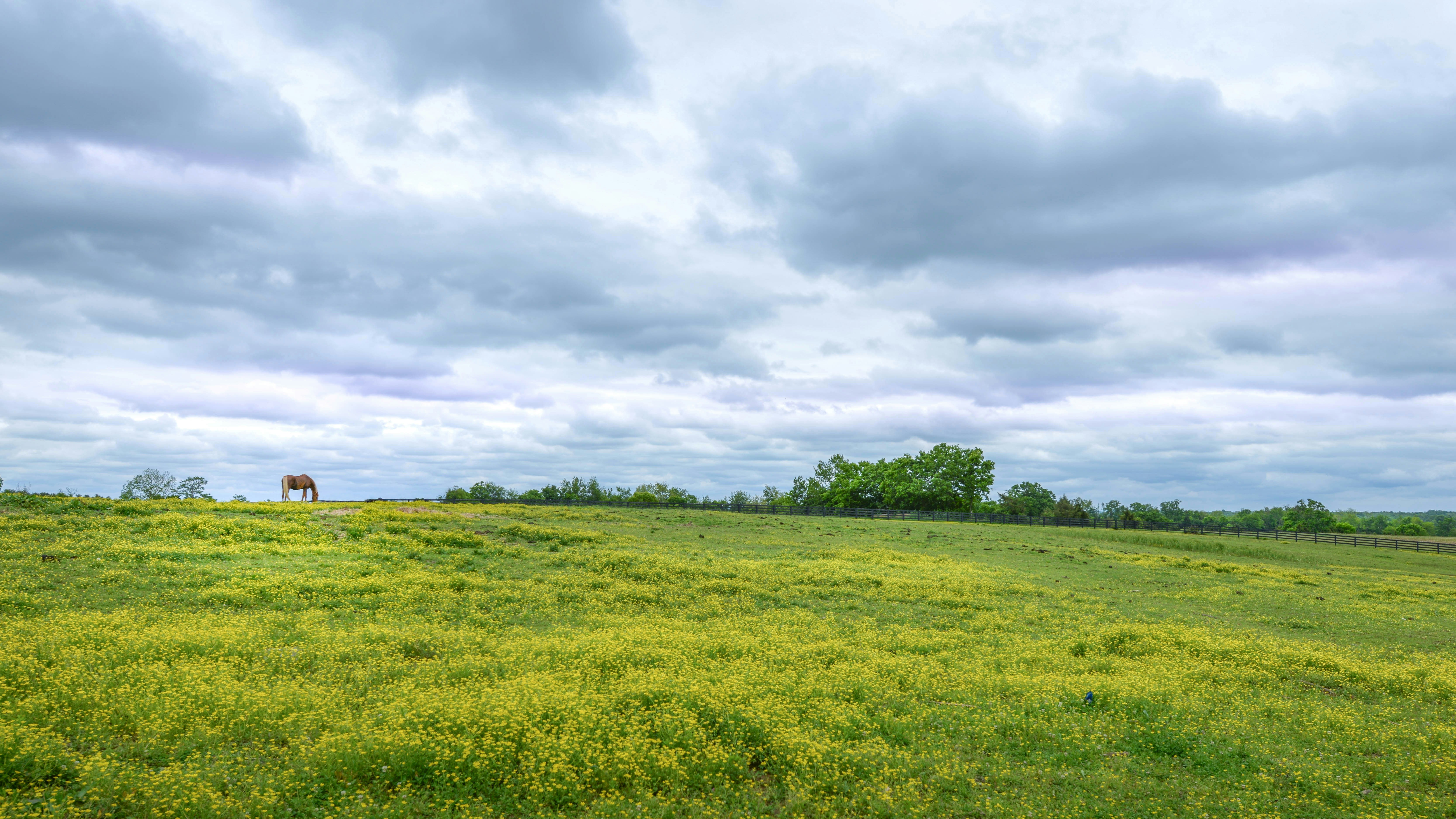 Green field covered in yellow flowers under an overcast sky.