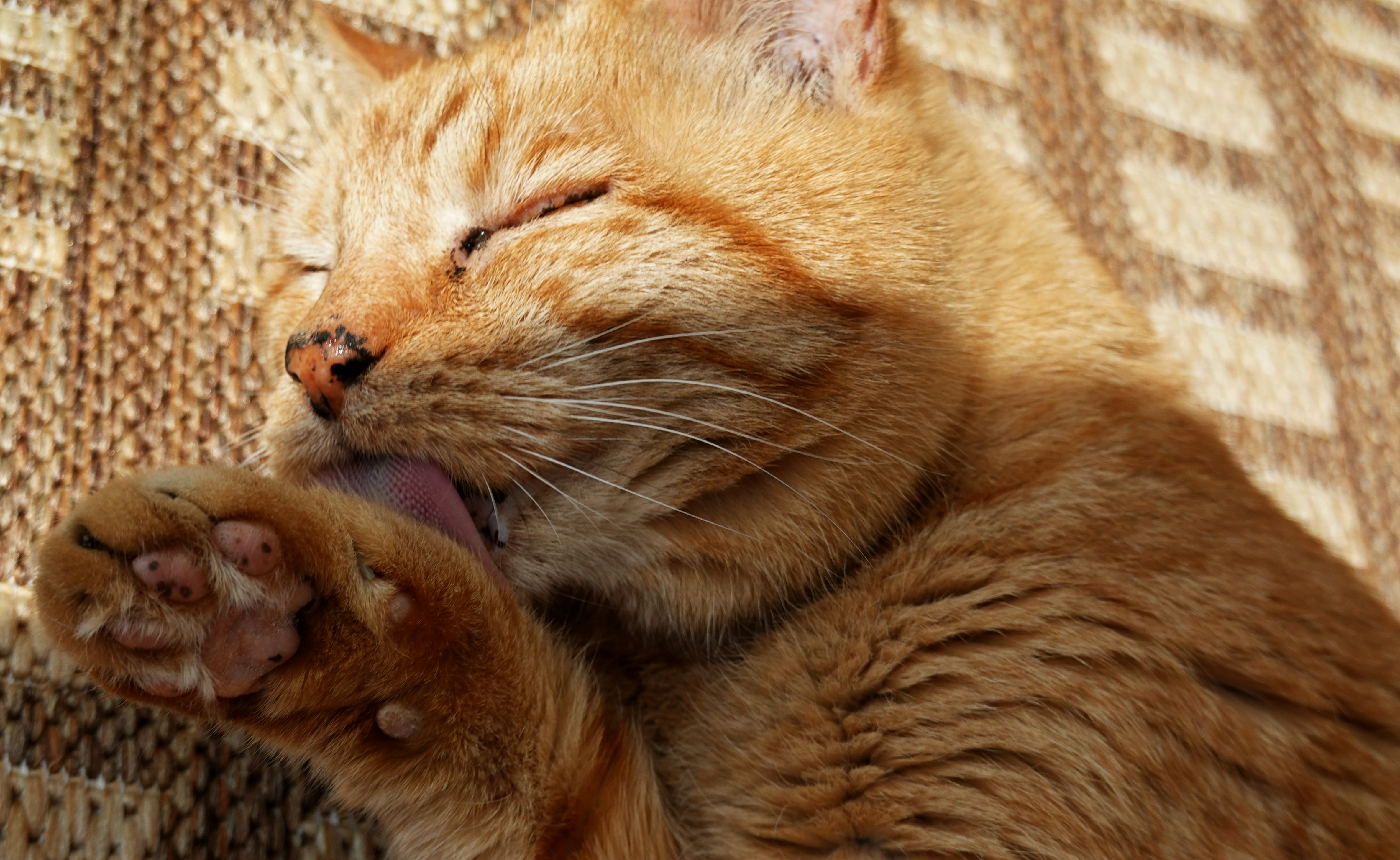 An orange tabby cat grooming its paw.