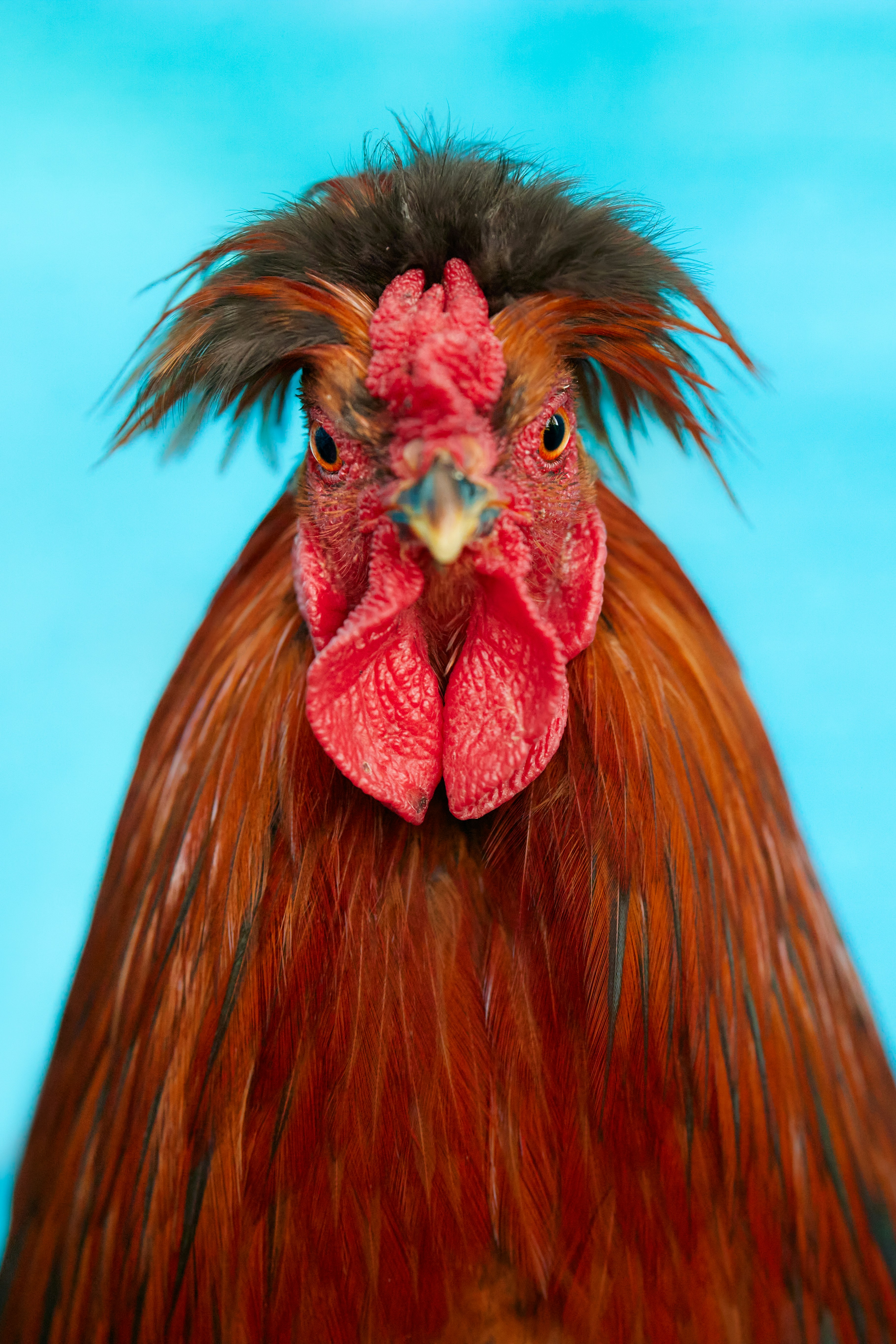 A rooster with a punk rock hairstyle