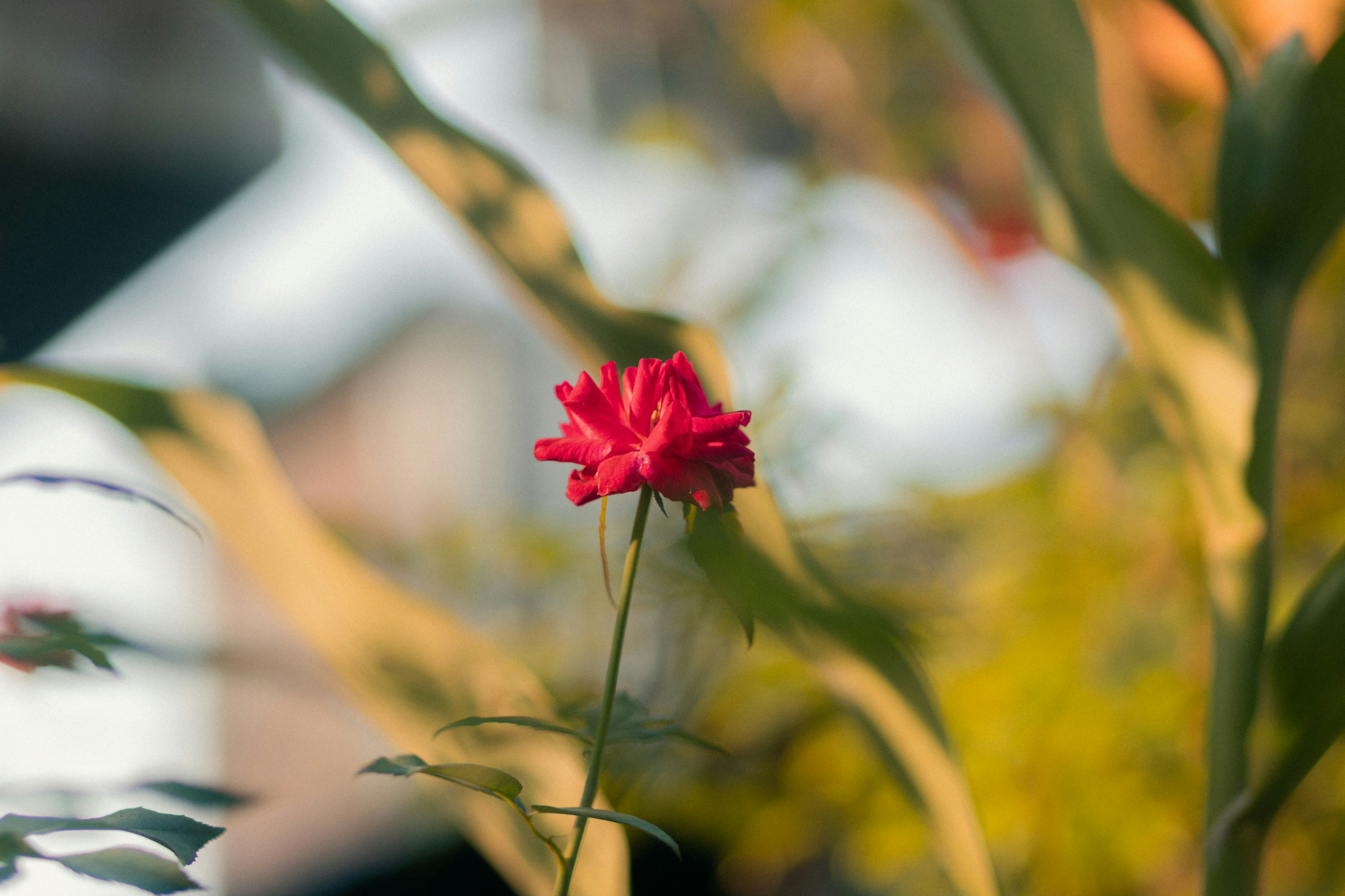 葉の背景がぼやけた一輪の赤いバラの花