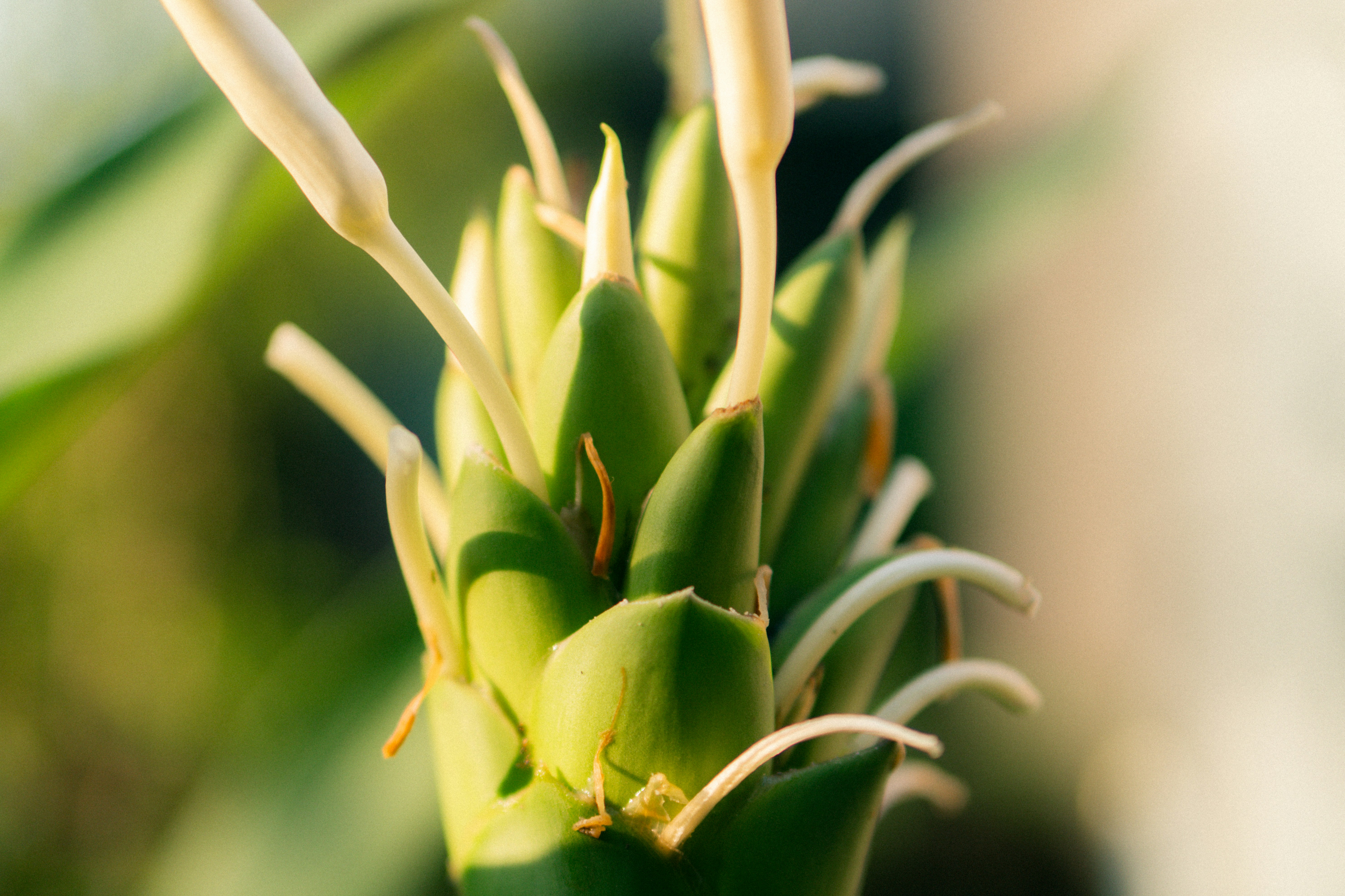 白い先端を持つ緑の植物の蕾のクローズアップ。