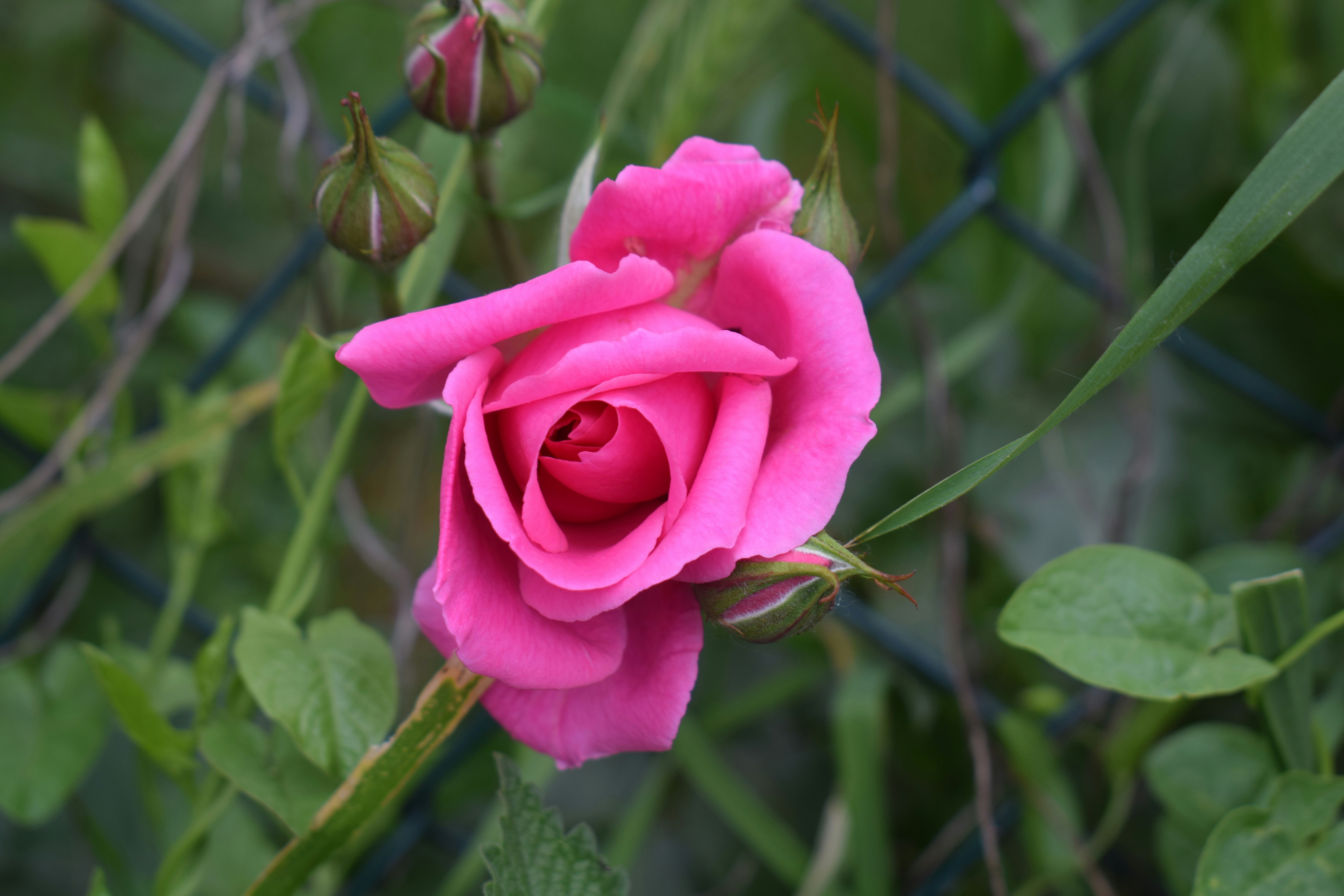 A vibrant pink rose blooms with buds in the garden.
