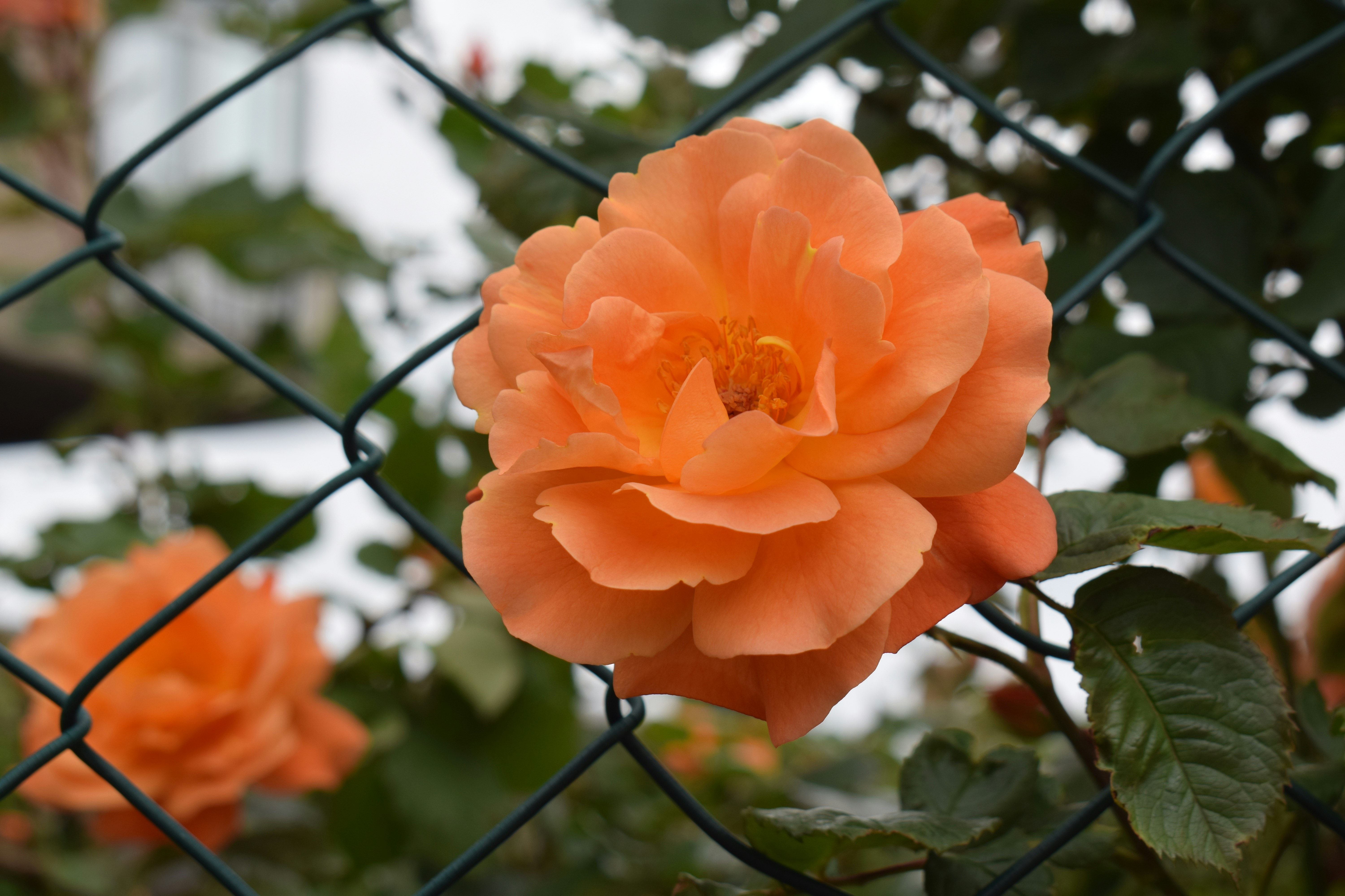 Close-up of an orange rose behind a fence.