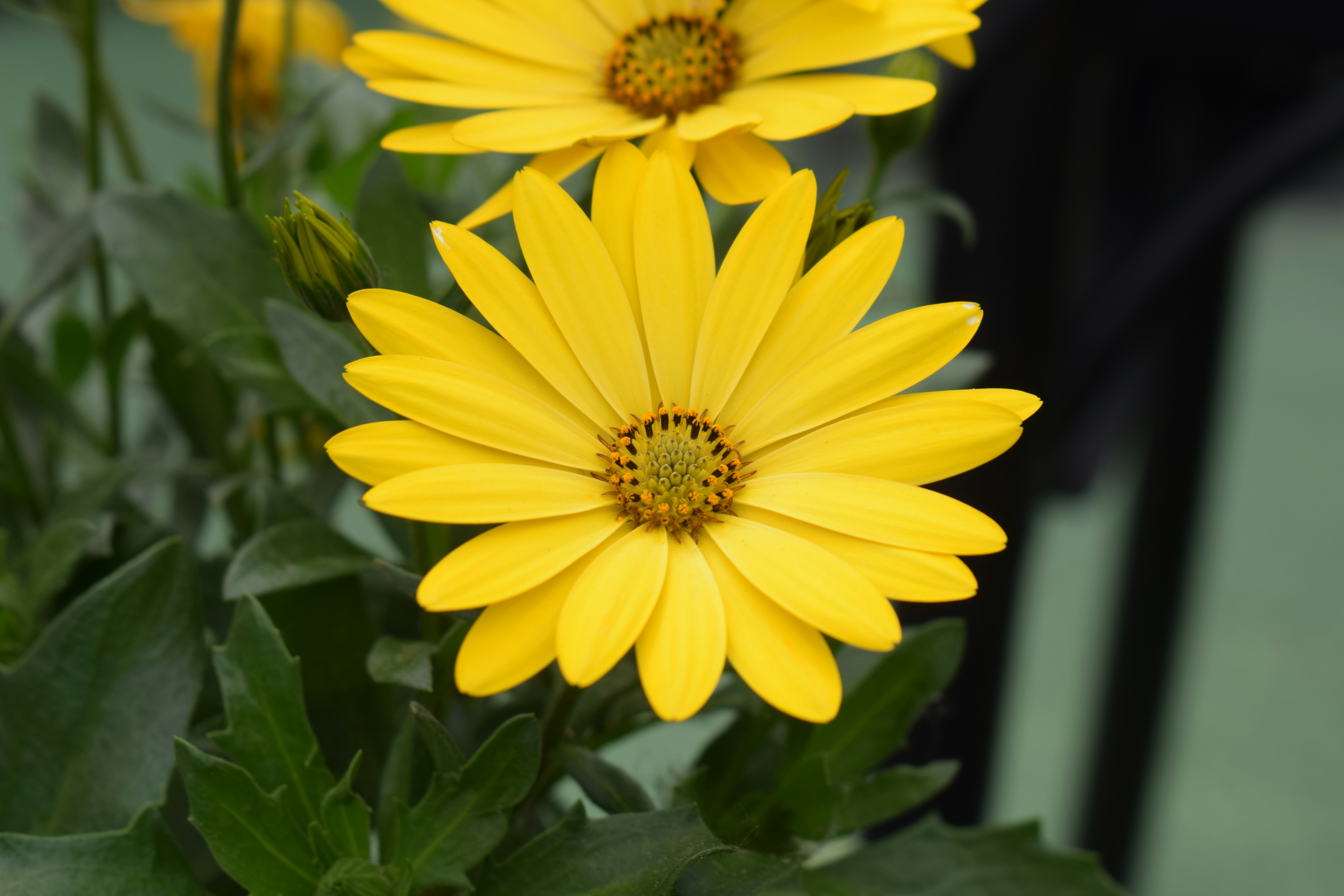 Two bright yellow daisies with green leaves
