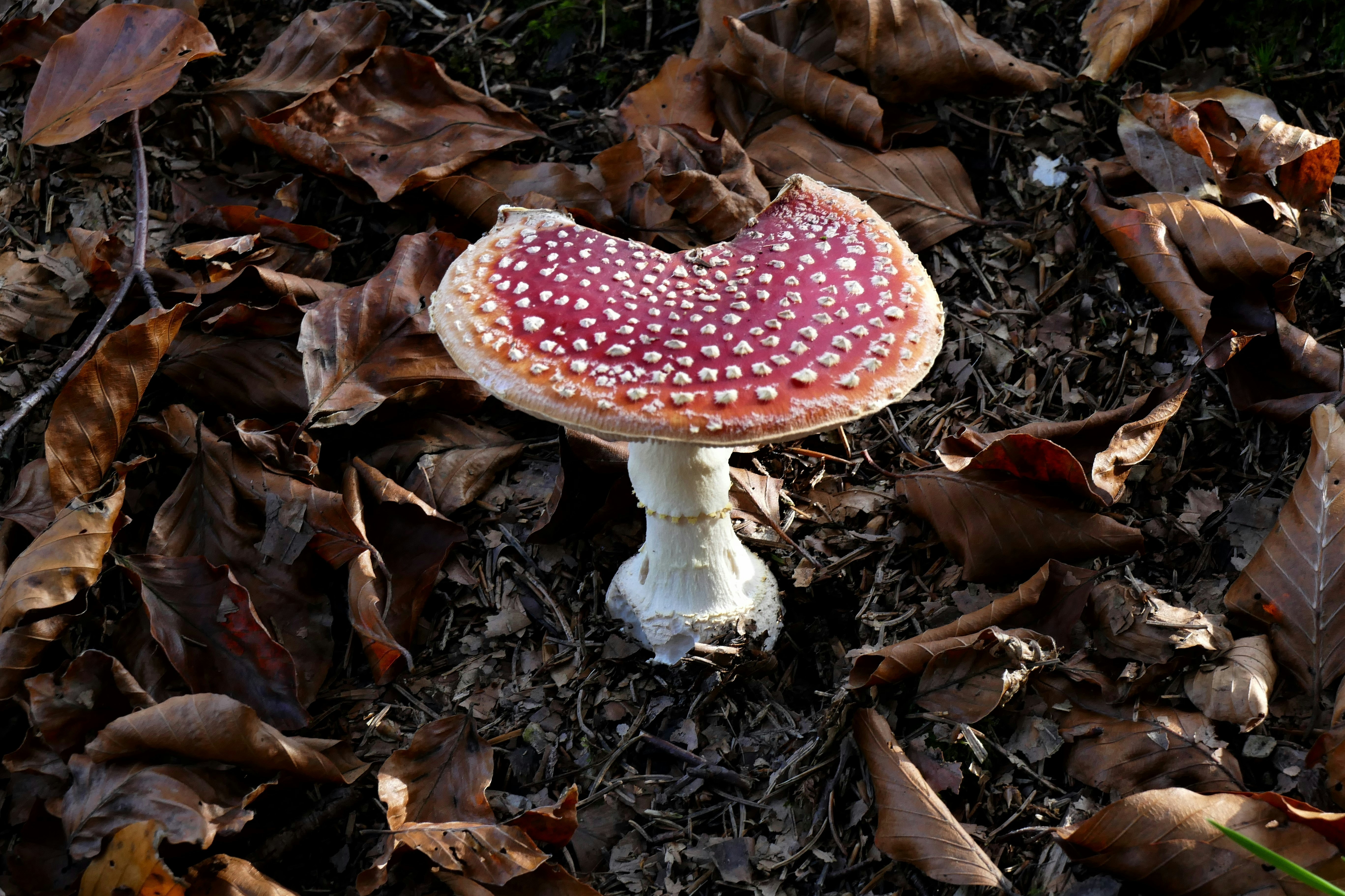 A red and white spotted mushroom on the forest floor.