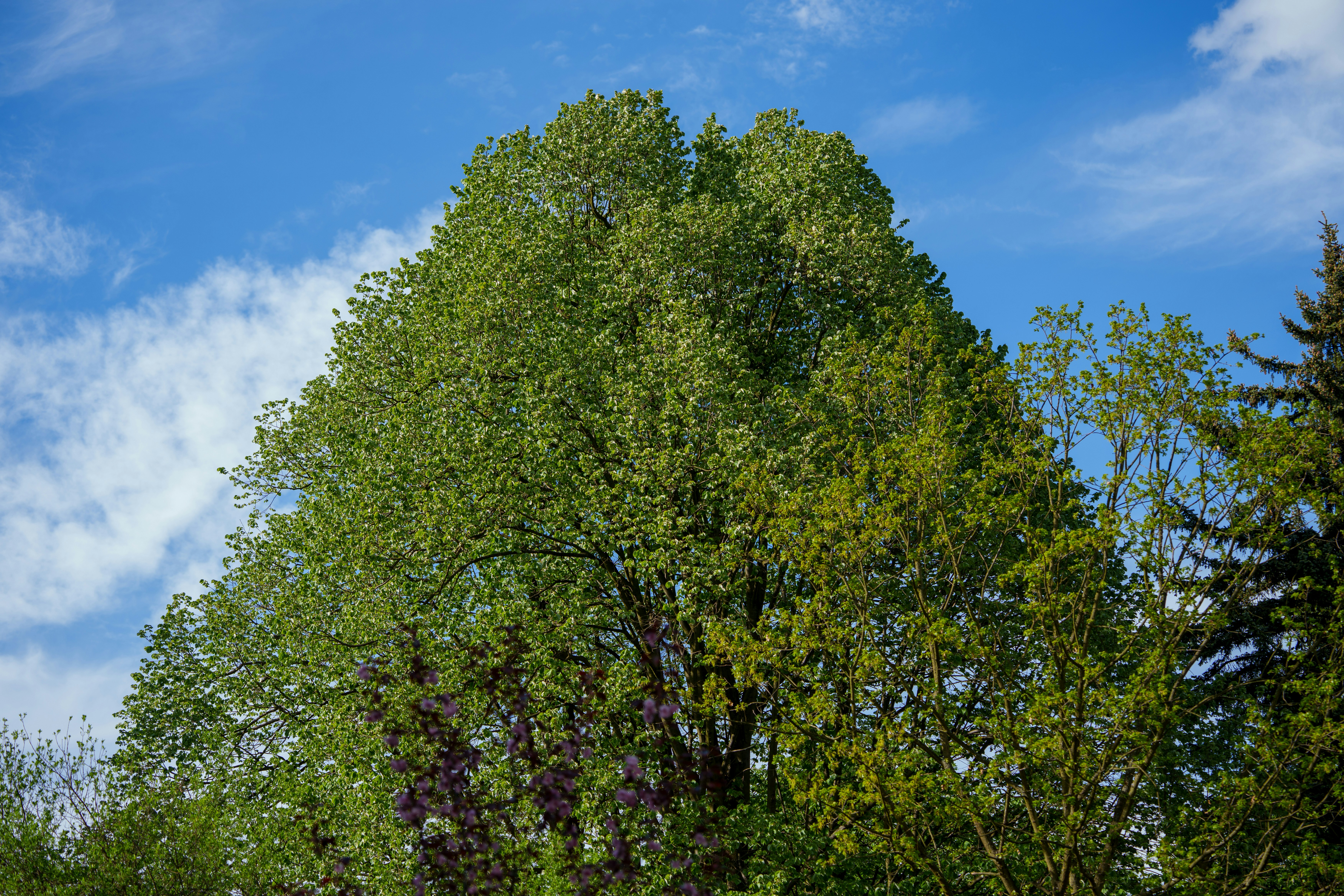 Photo by ftodne