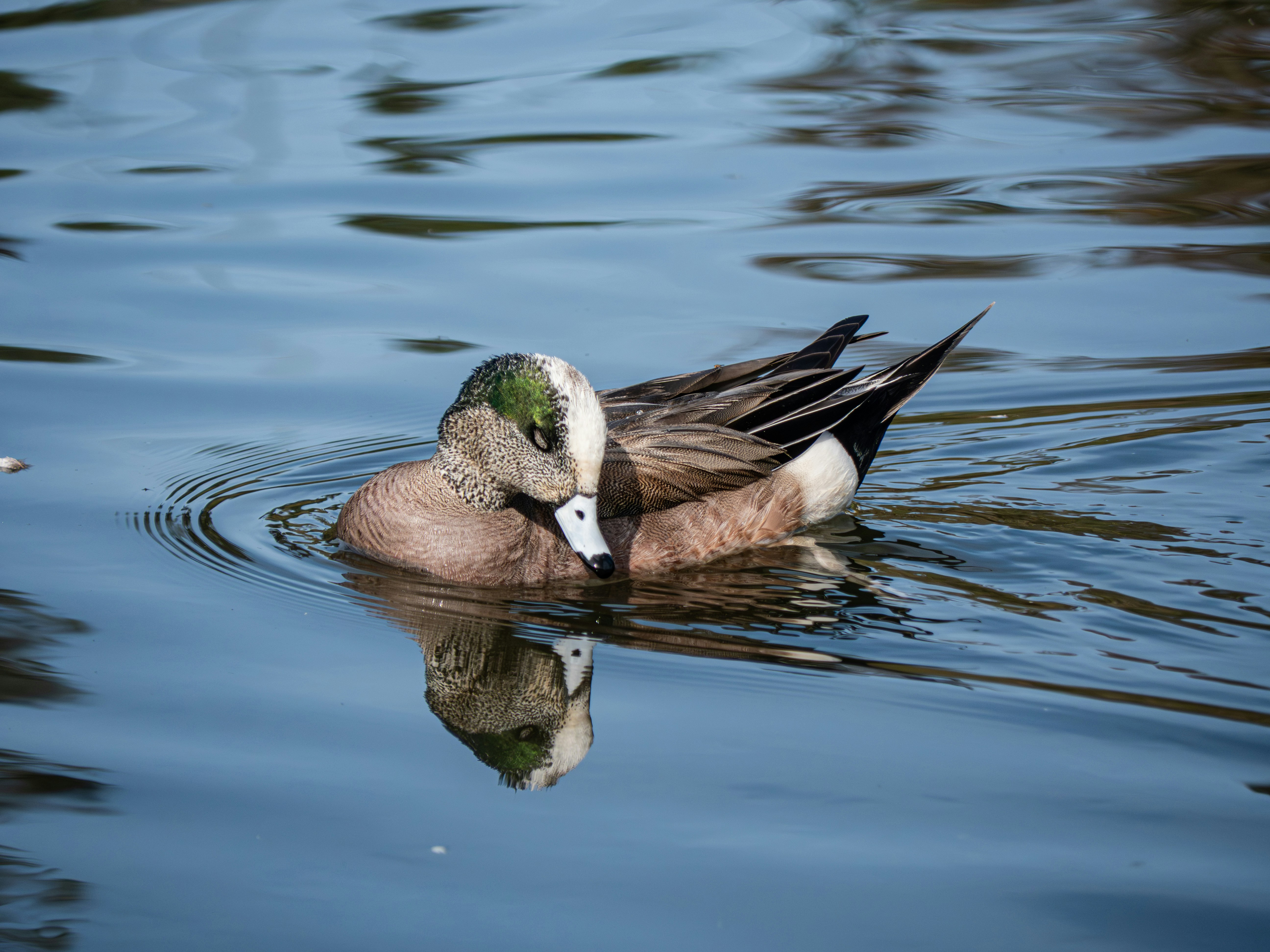 Photo by stevencouncilphotography