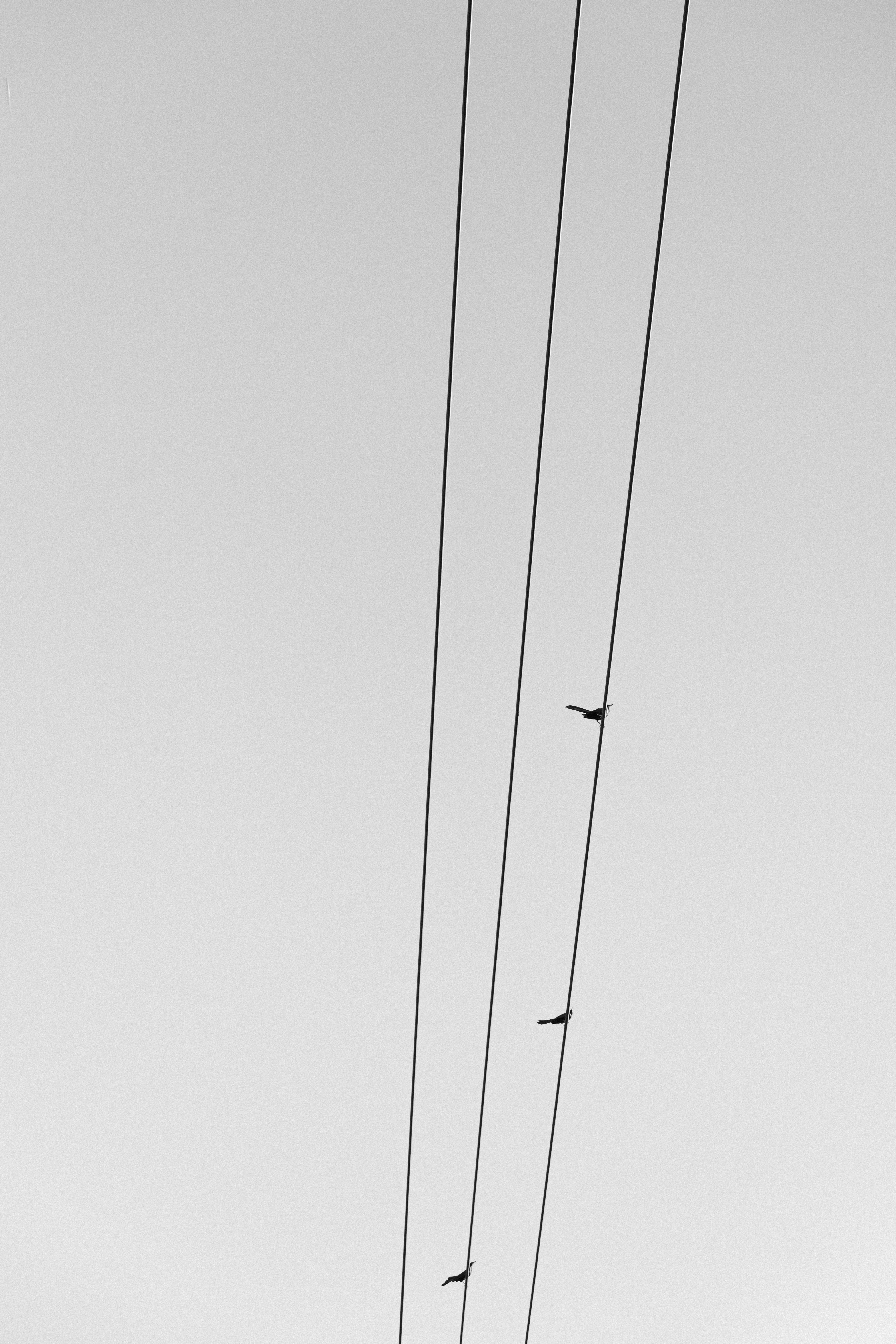 Three birds perched on a wire
