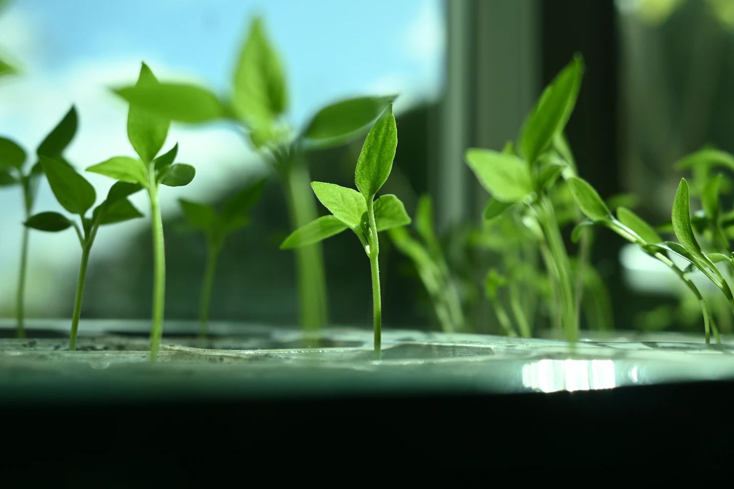 Young seedlings standing in the lit water tray of a hydroponic garden