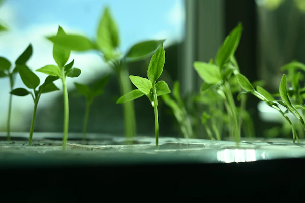 Radish microgreens