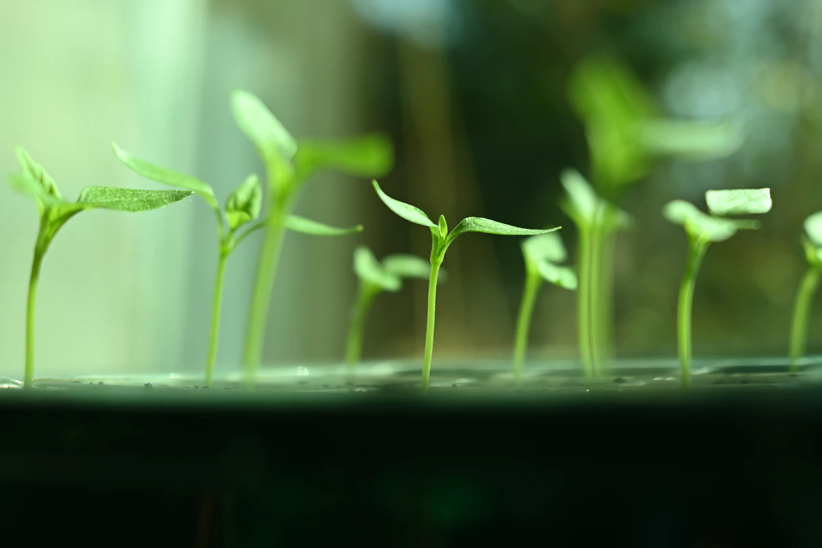 Rows of young green seedlings, symbolic of gradual and sustainable growth