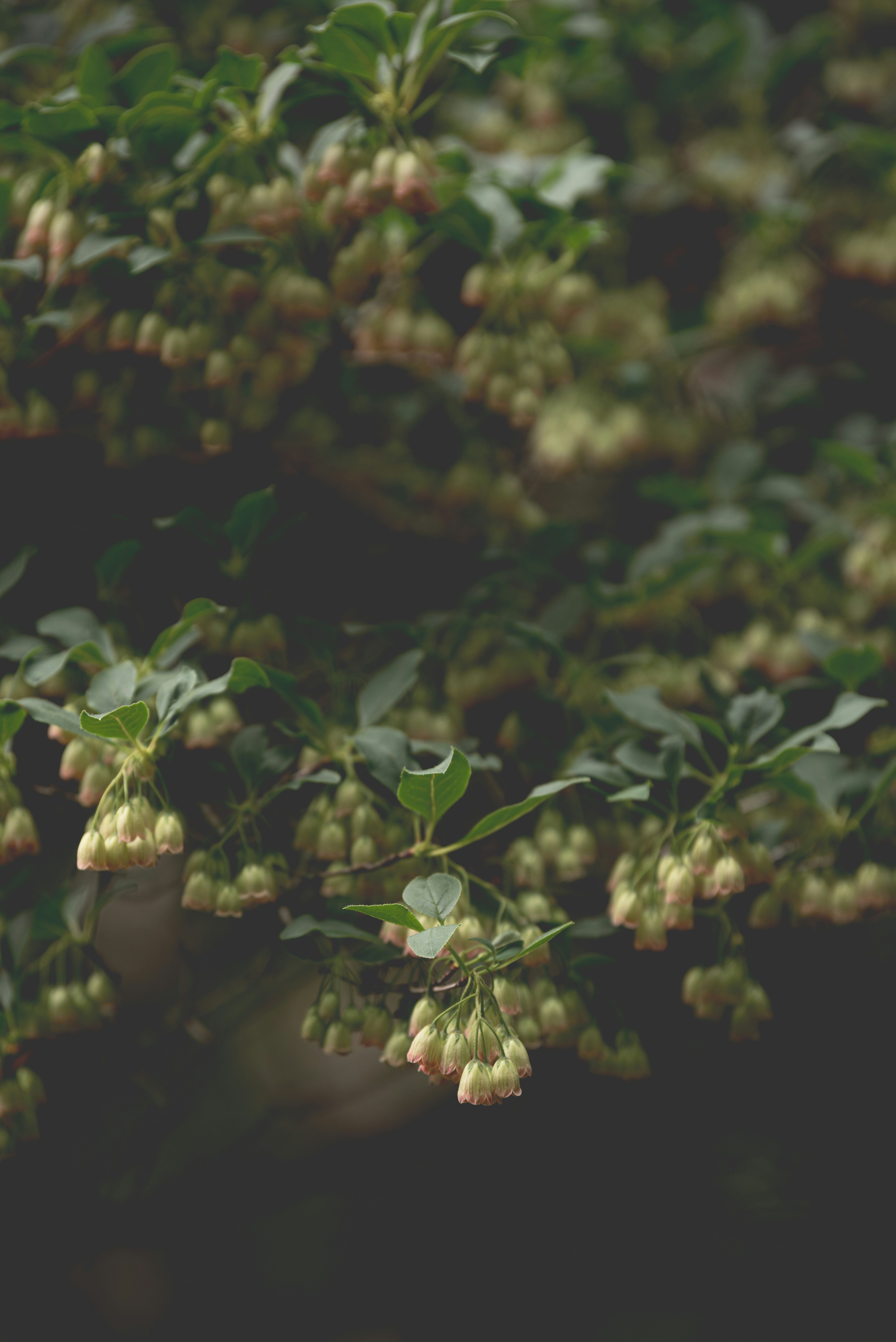 Folhas verdes e flores claras em forma de sino em um arbusto escuro.