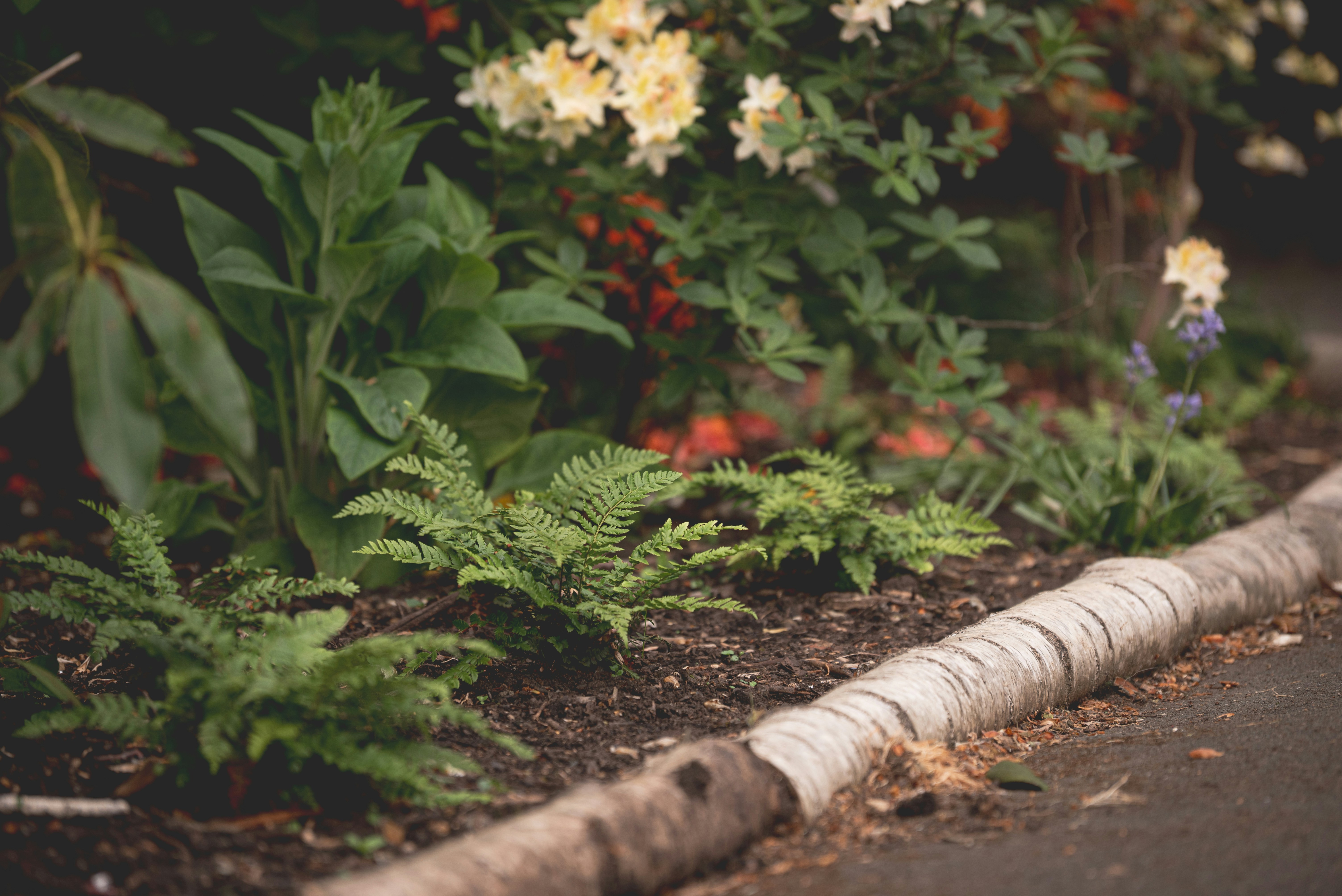 Cedar mulch (3" deep, 3 ft wide)