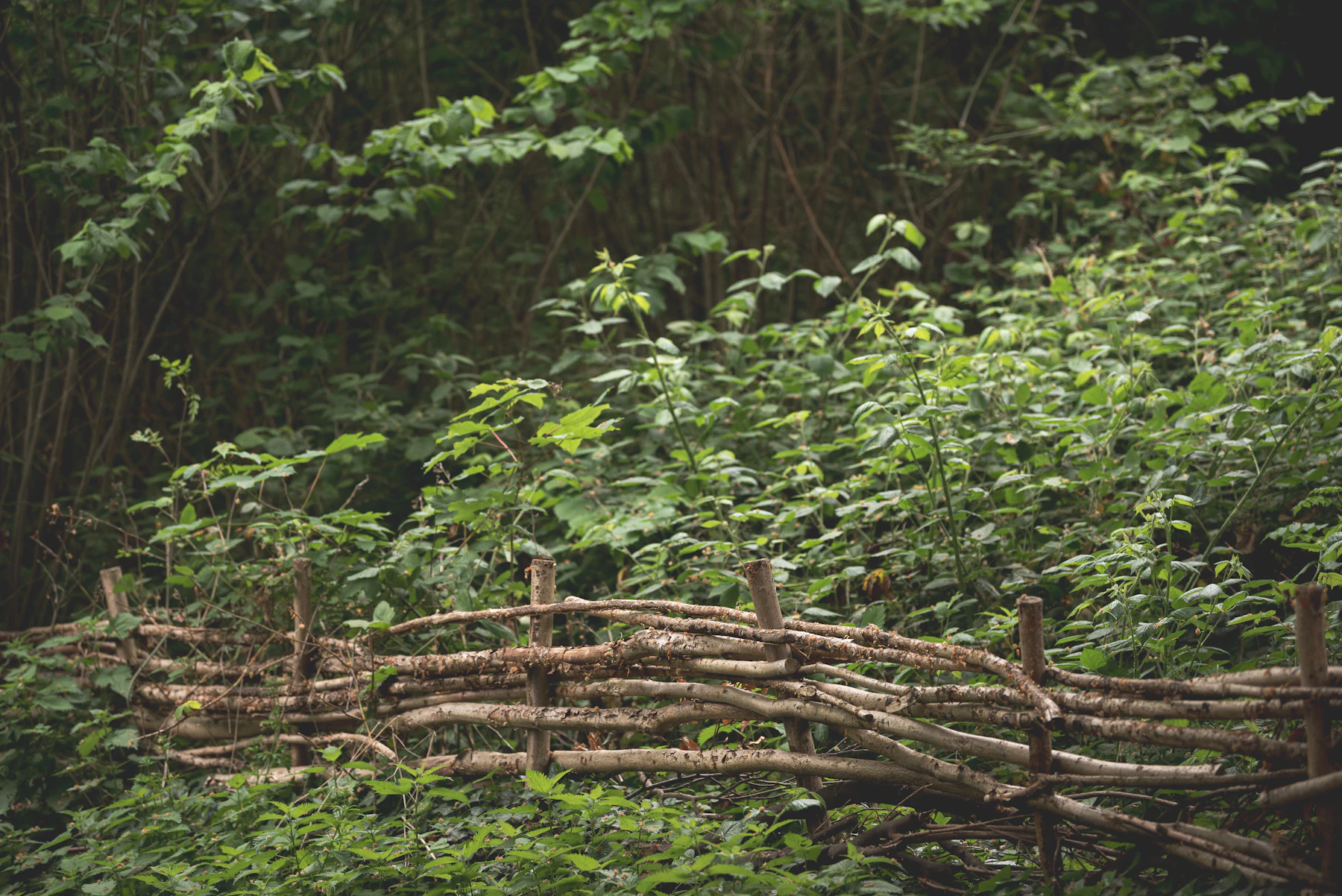 A low fence of rods woven between upright stakes at the edge of a wood