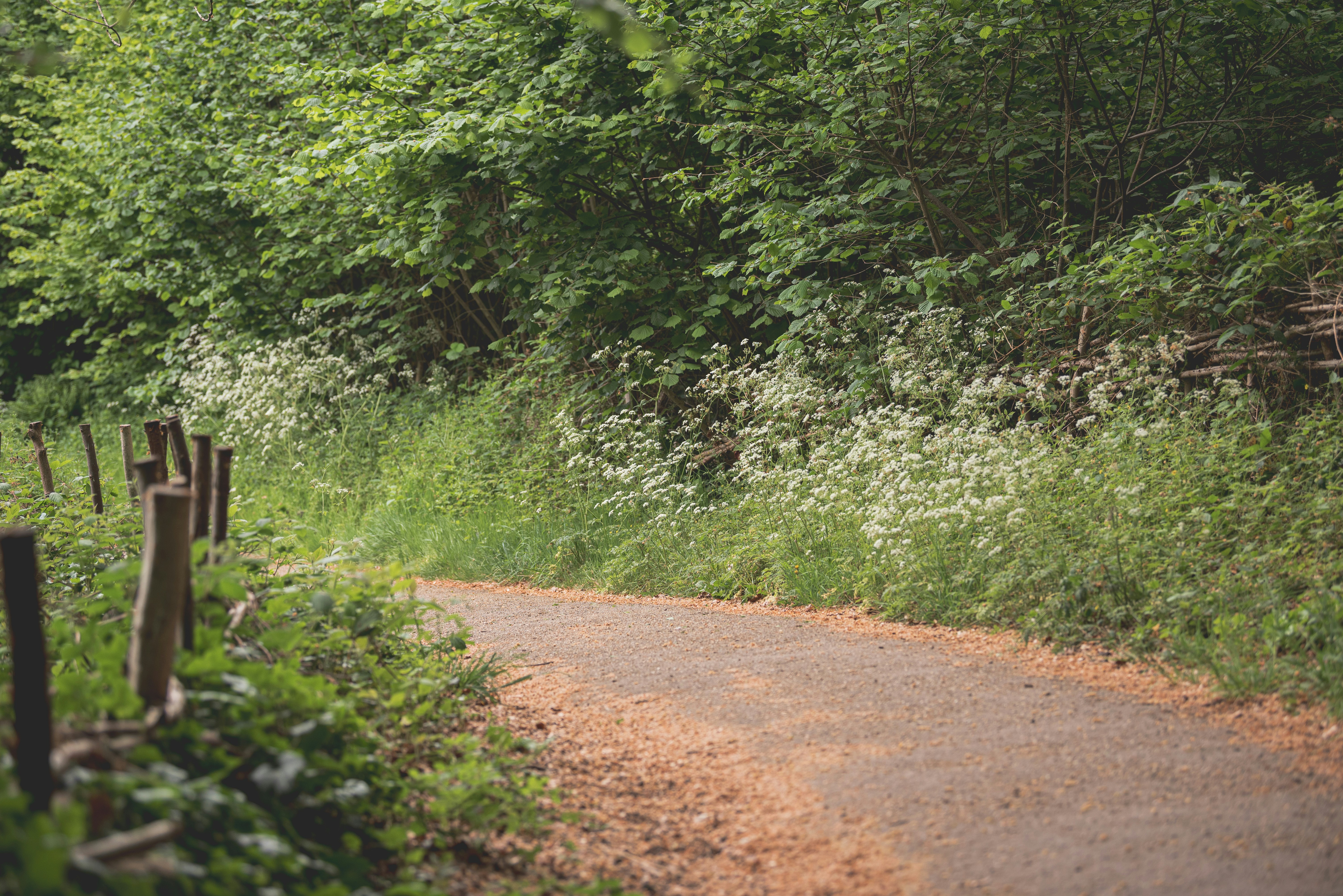 A winding dirt path through lush green woods with wildflowers.