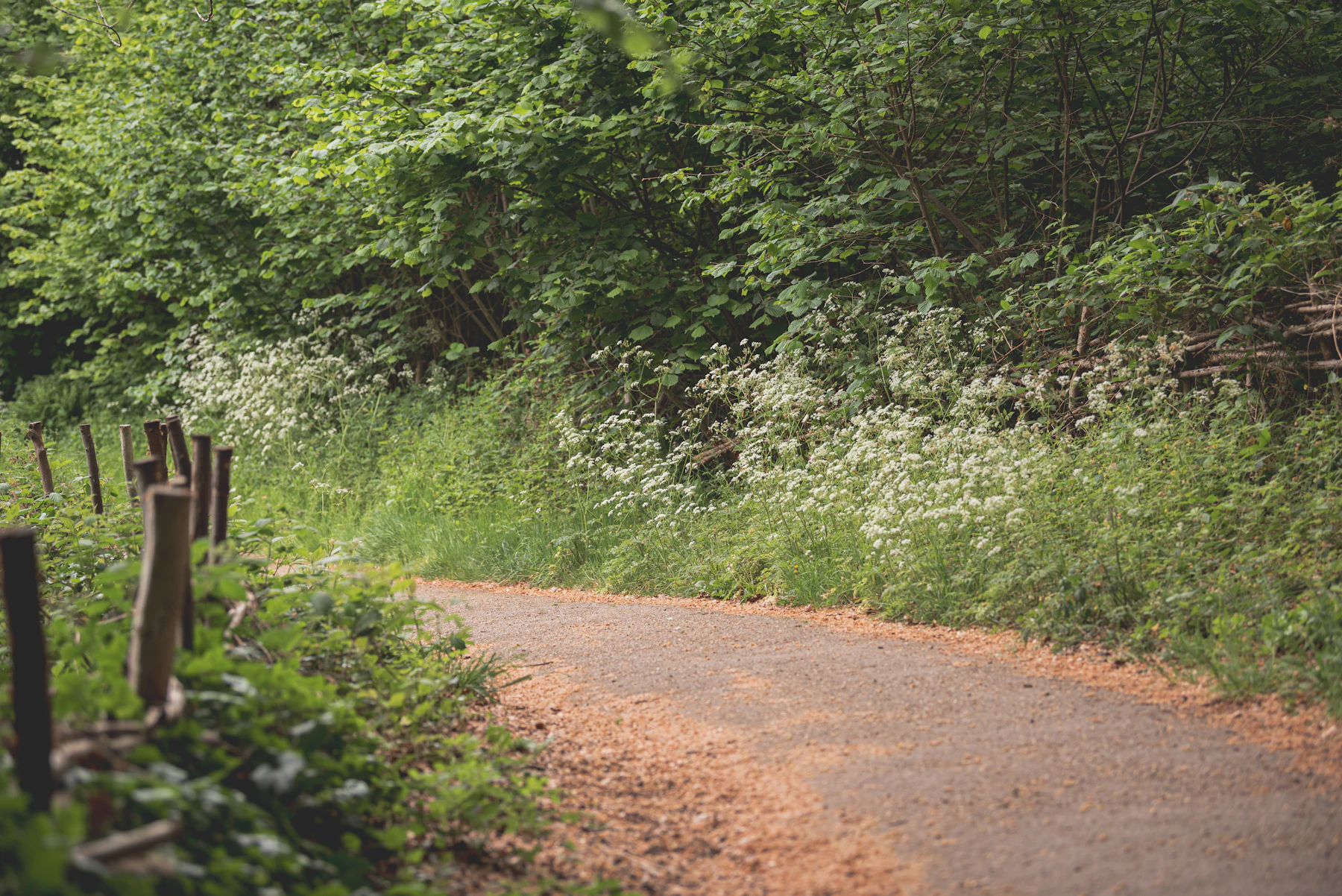 A winding path through soft green woods, the next step one at a time.
