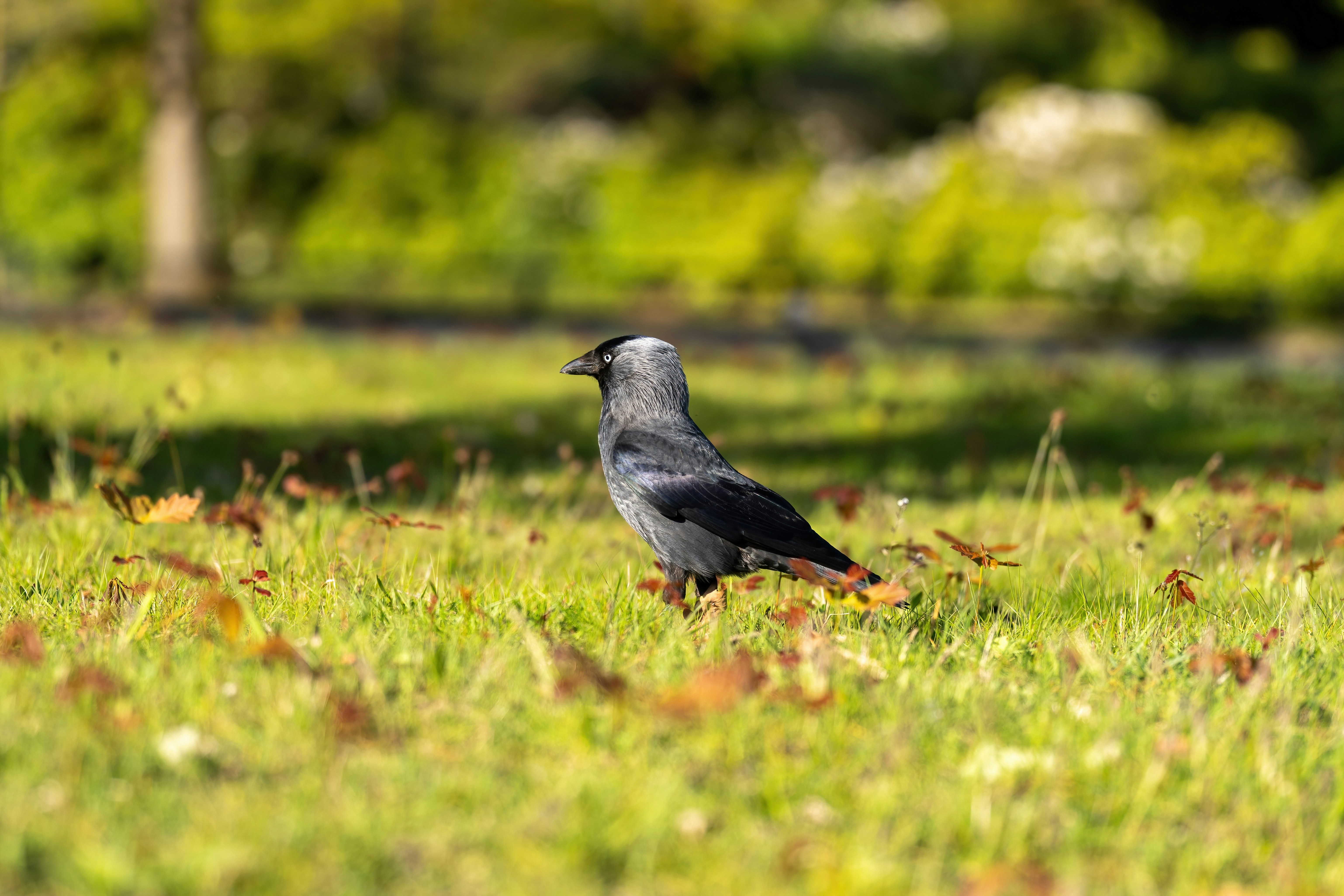 Un pájaro gris y negro de pie sobre una hierba verde vibrante.