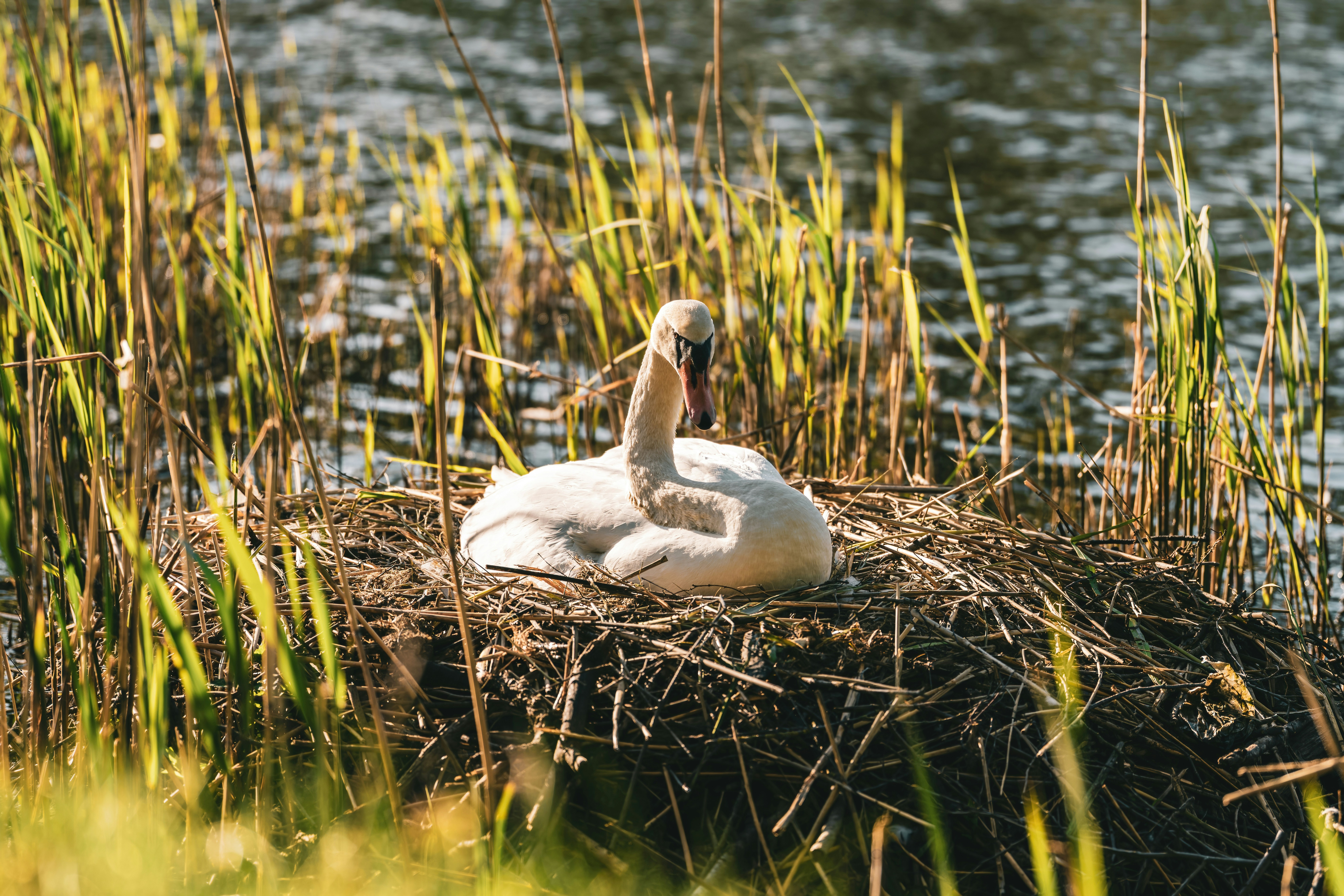 Un cisne en su nido entre hierba alta cerca del agua.