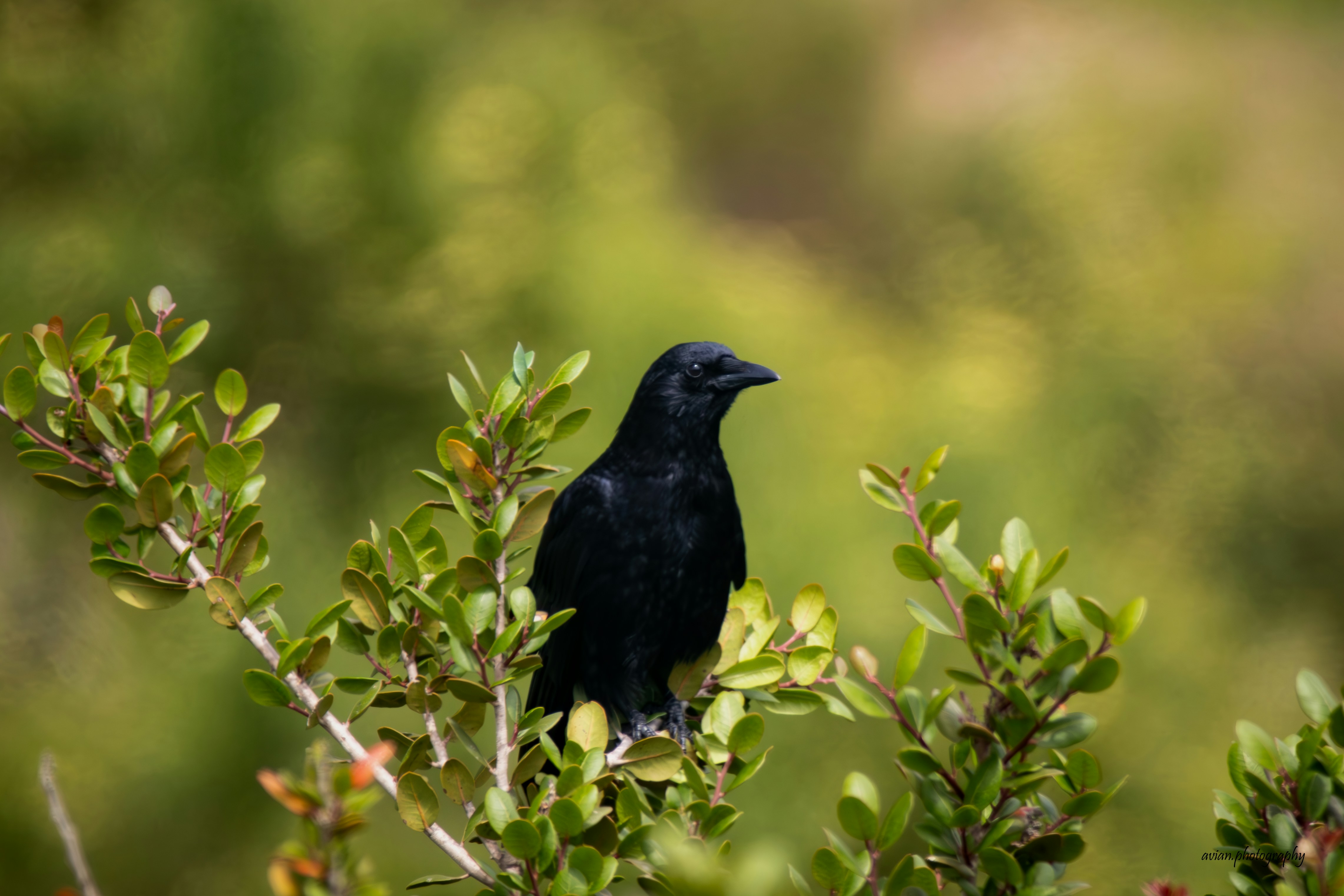 Photo by avian_photography