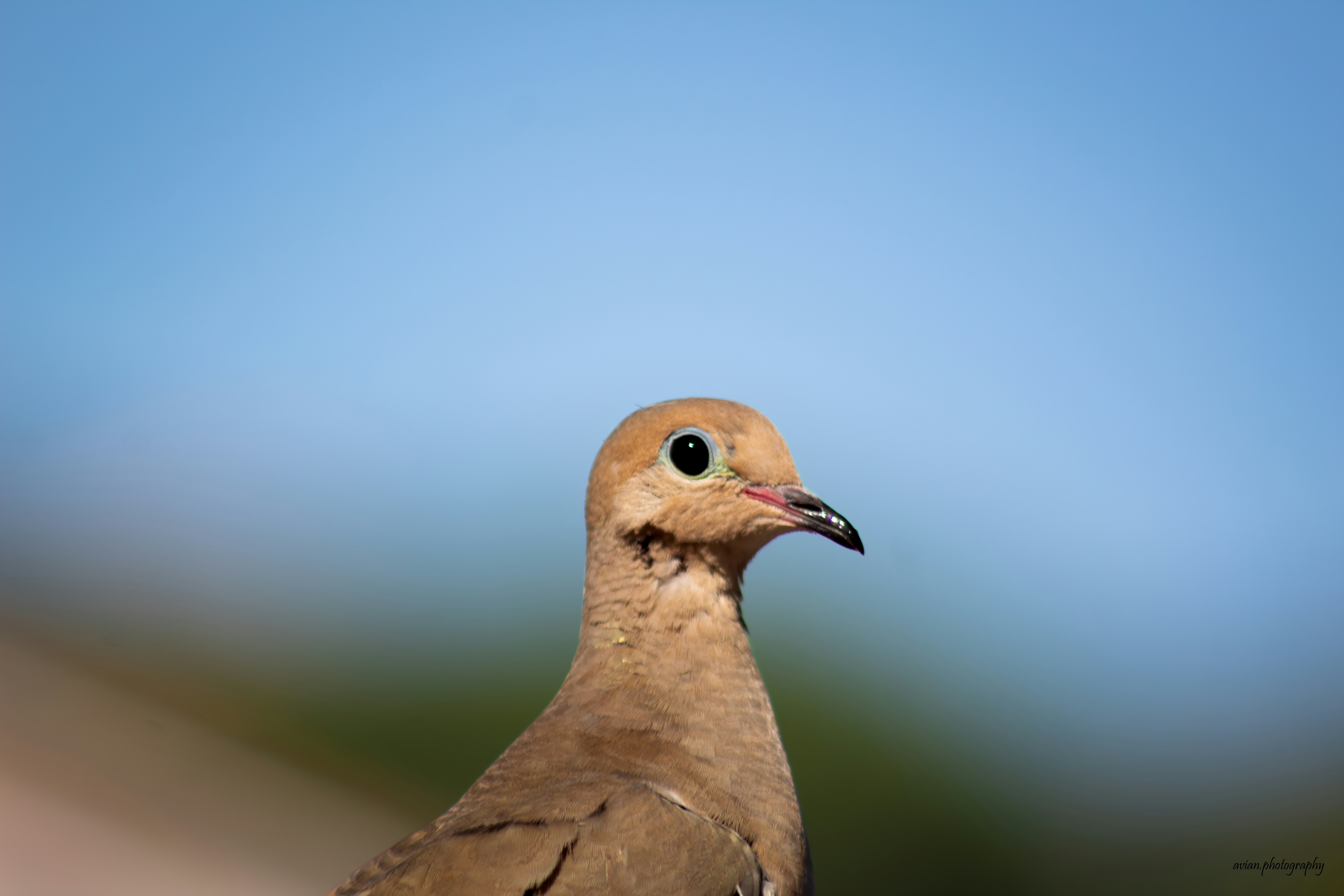 Photo by avian_photography