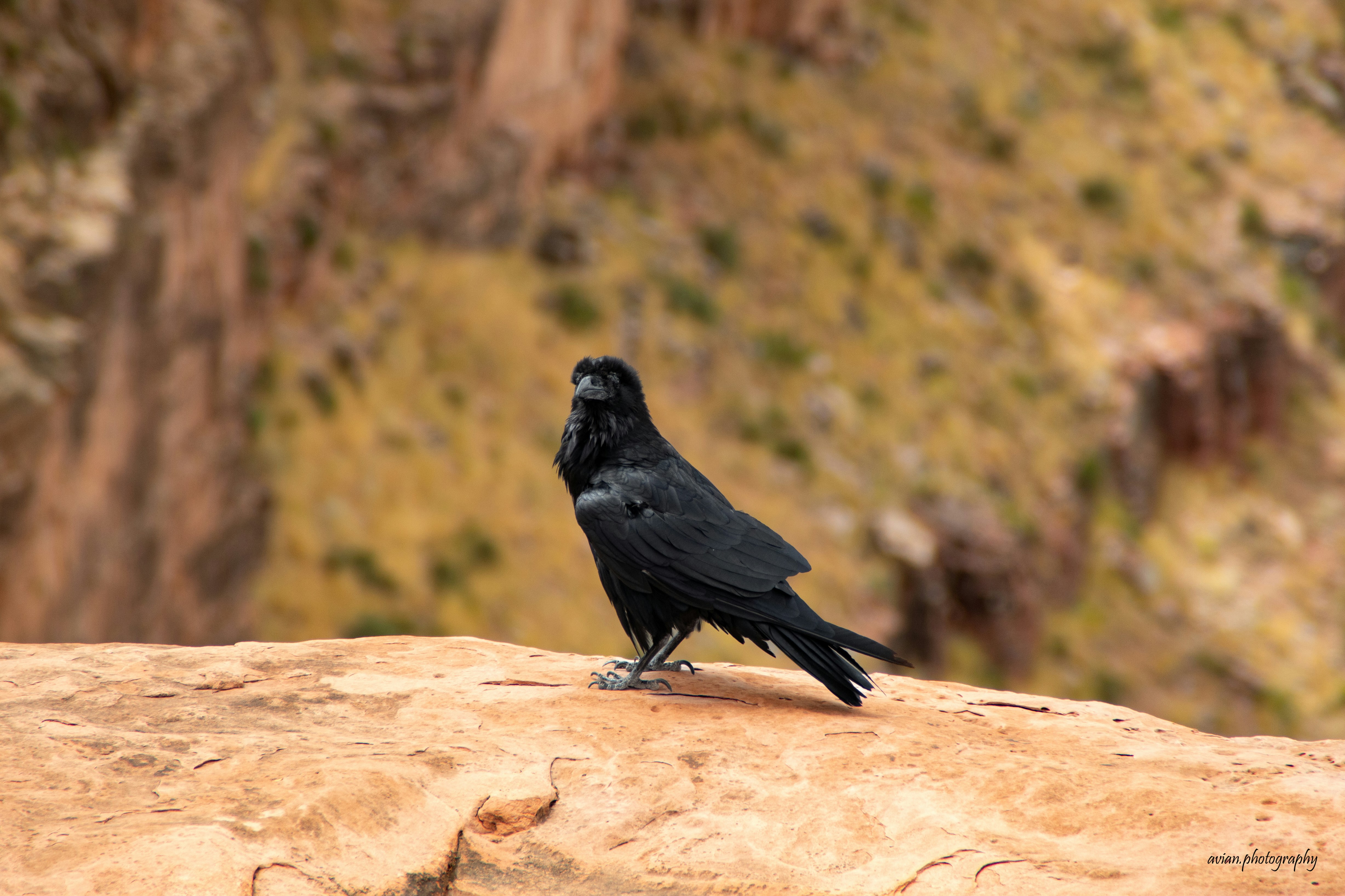 Photo by avian_photography