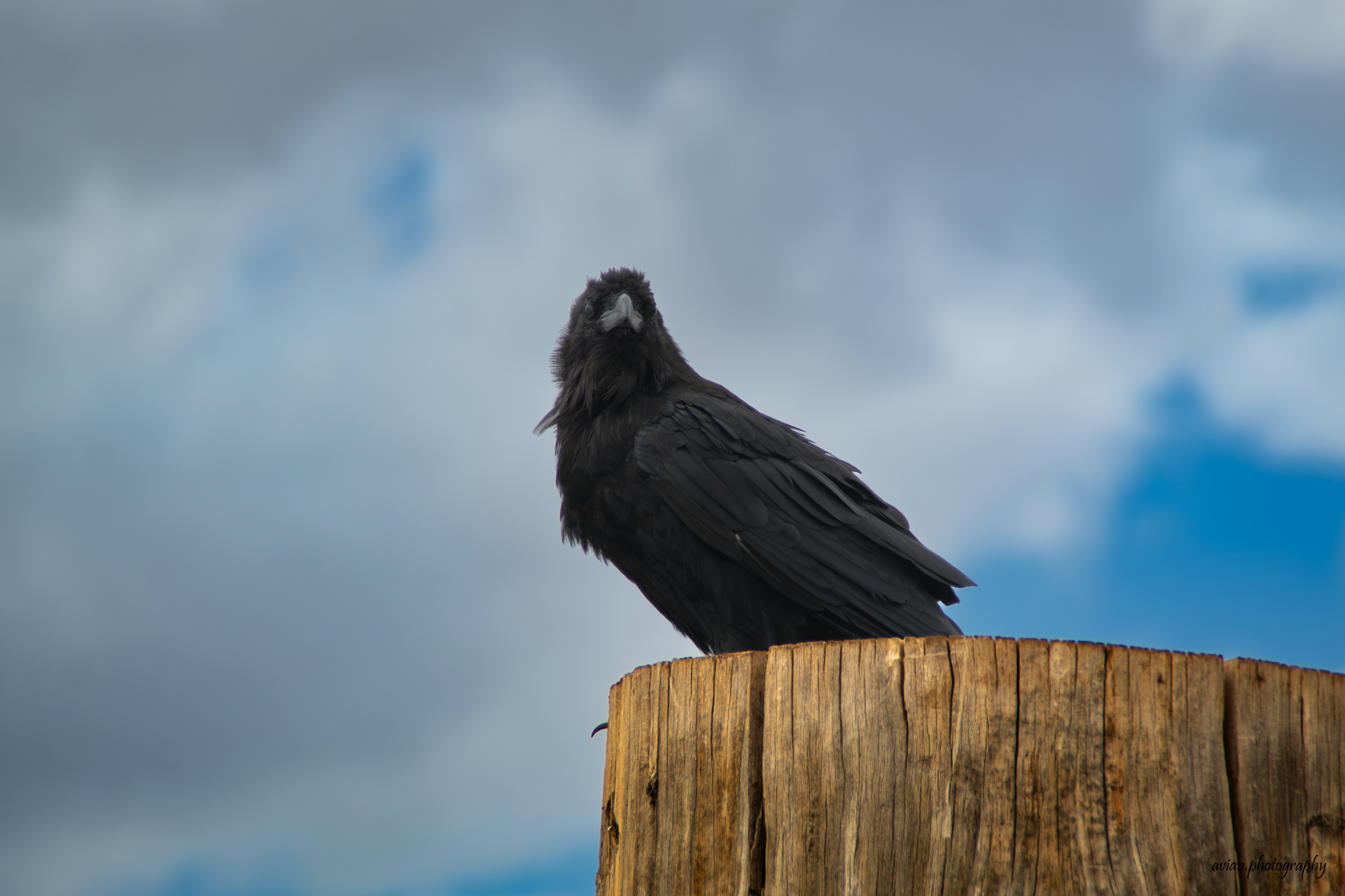 Photo by avian_photography