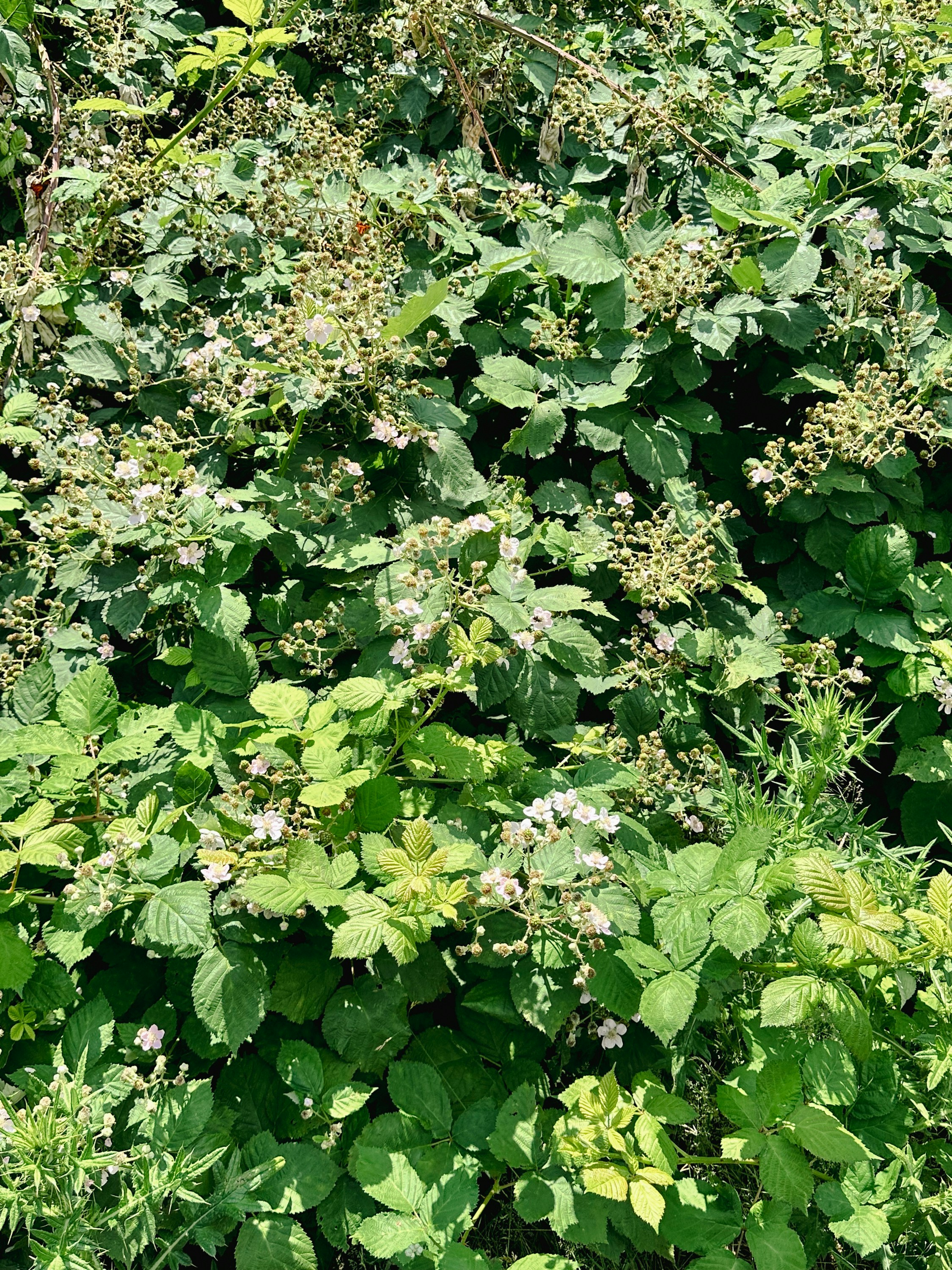 Dense green foliage with small white flowers blooming