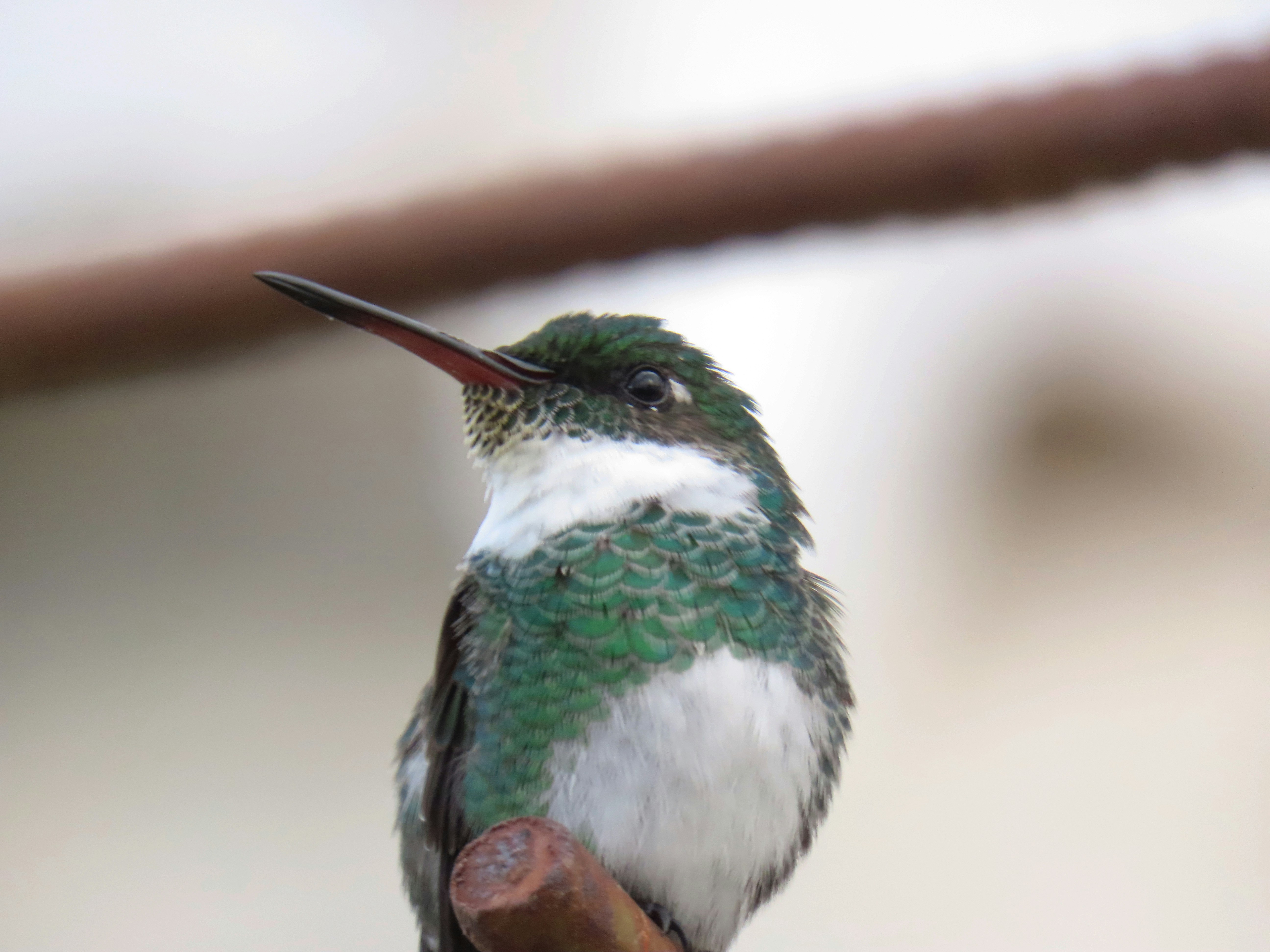 A green and white hummingbird perched on a brown branch