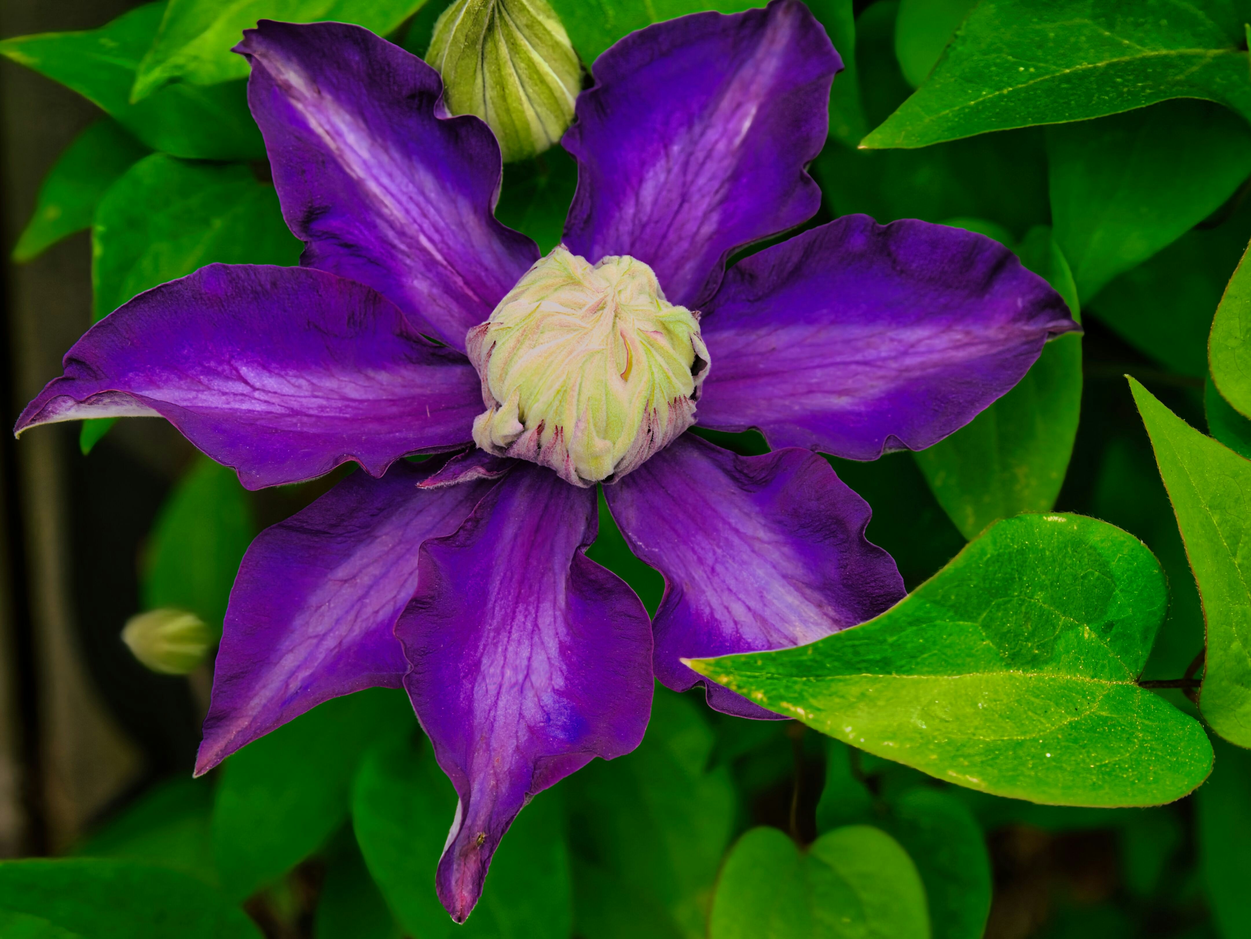 Eine leuchtend violette Clematis-Blüte mit grünen Blättern.