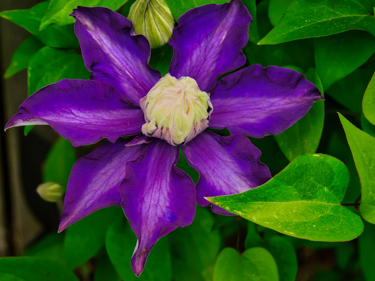 A vibrant purple clematis flower blooming with green leaves
