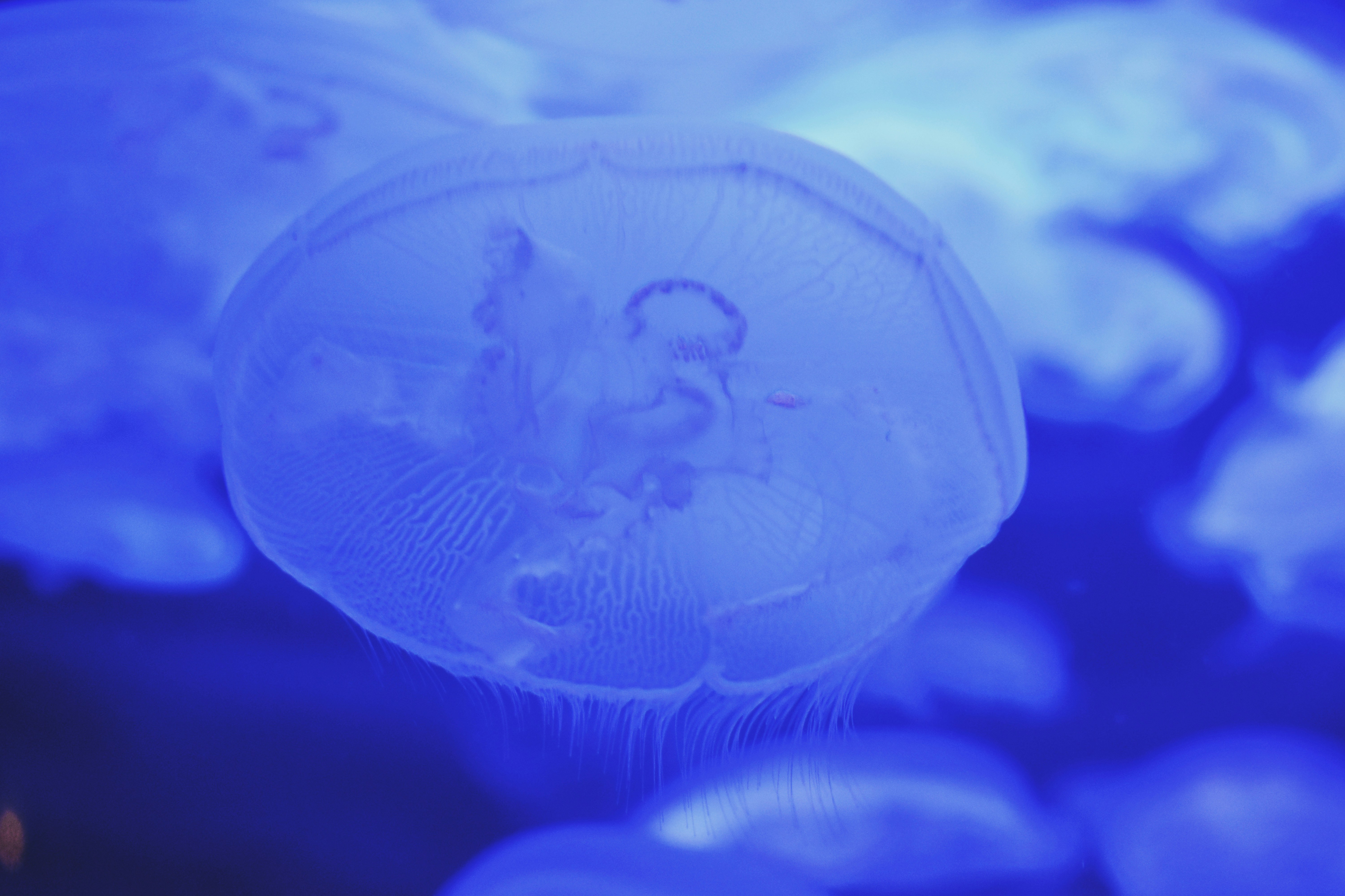 Gros plan d’une méduse translucide dans l’eau bleue
