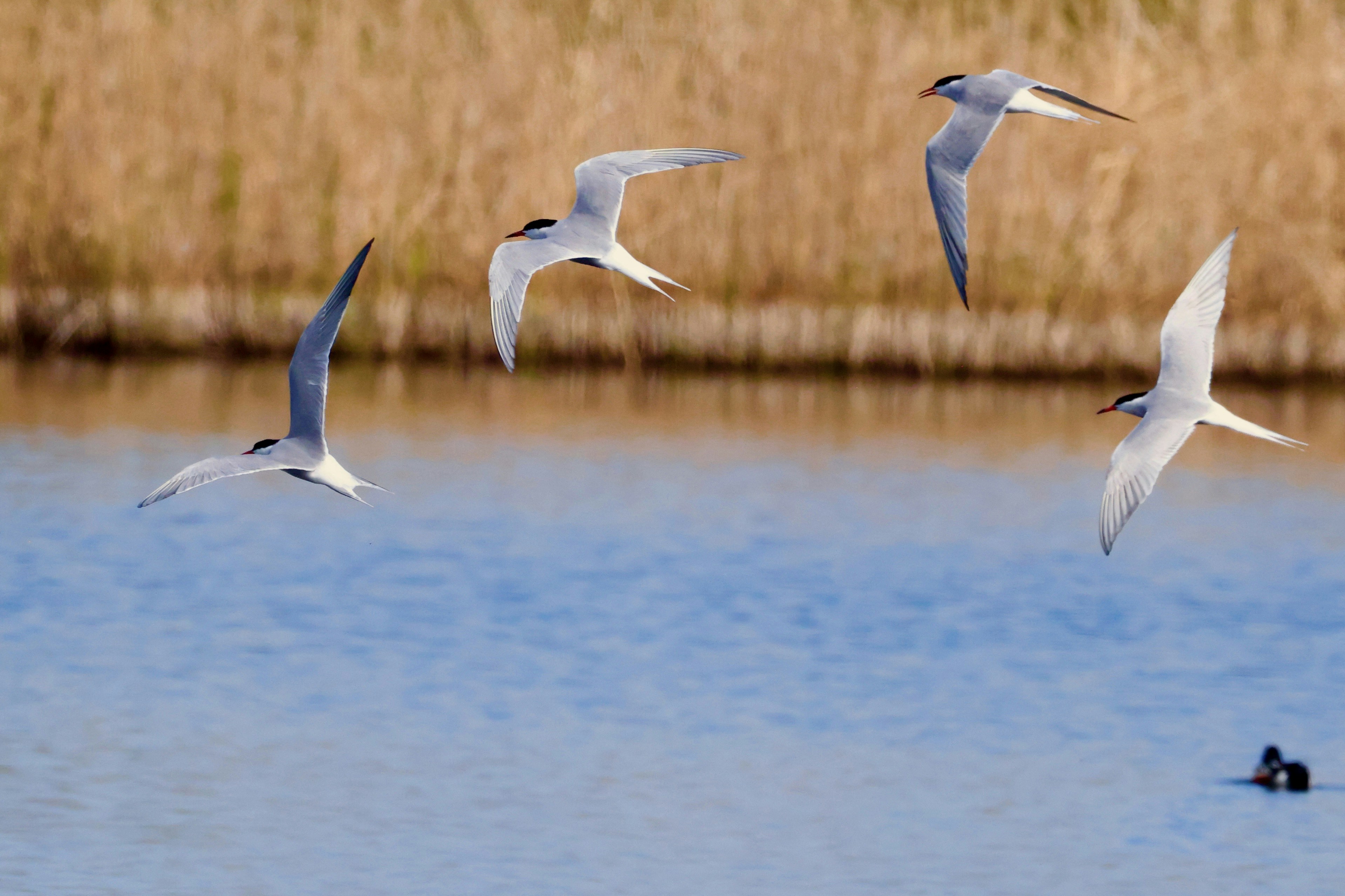 Vier Seeschwalben, die über ein Gewässer fliegen.