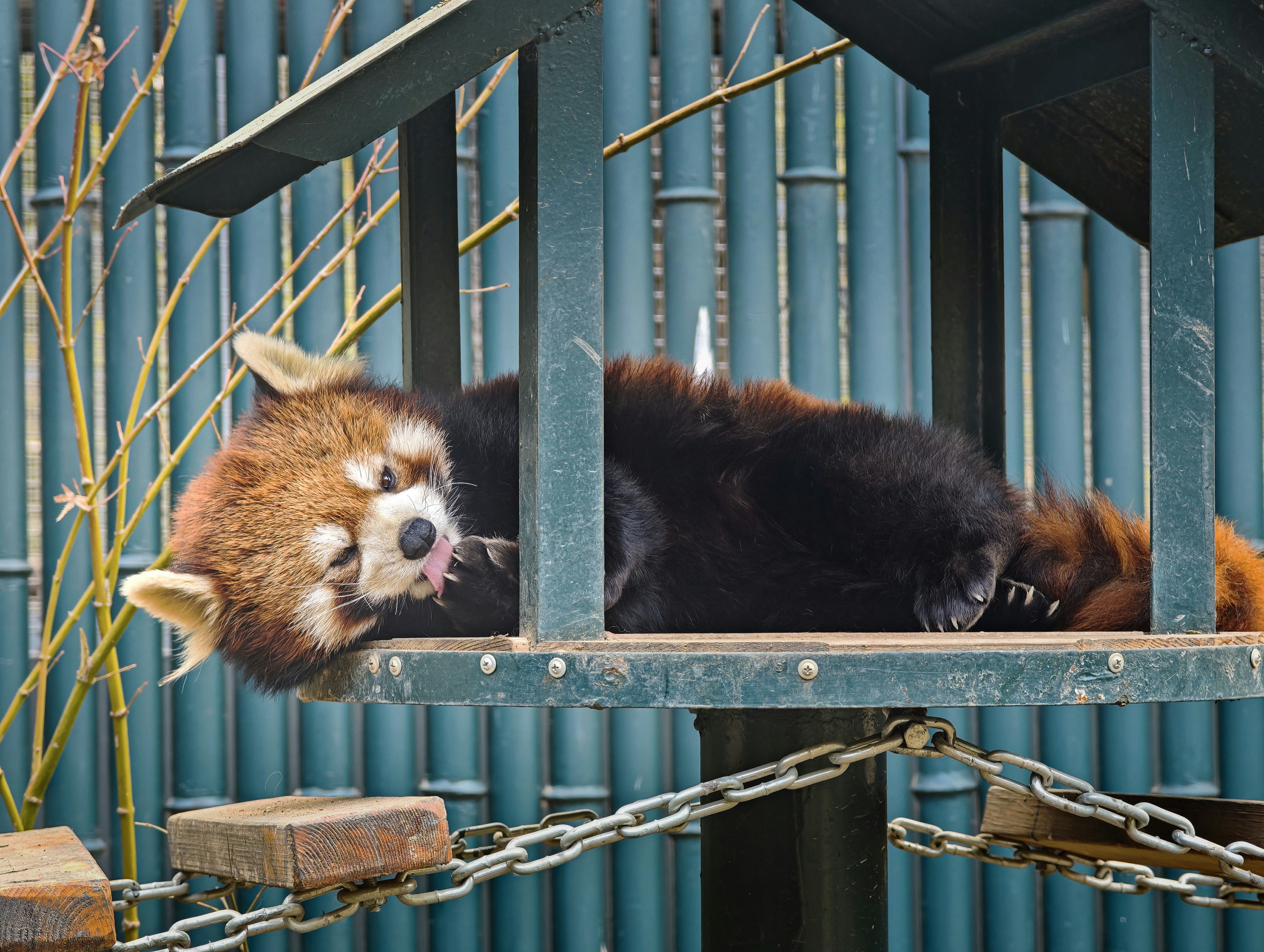 A red panda sleeping on a wooden platform.