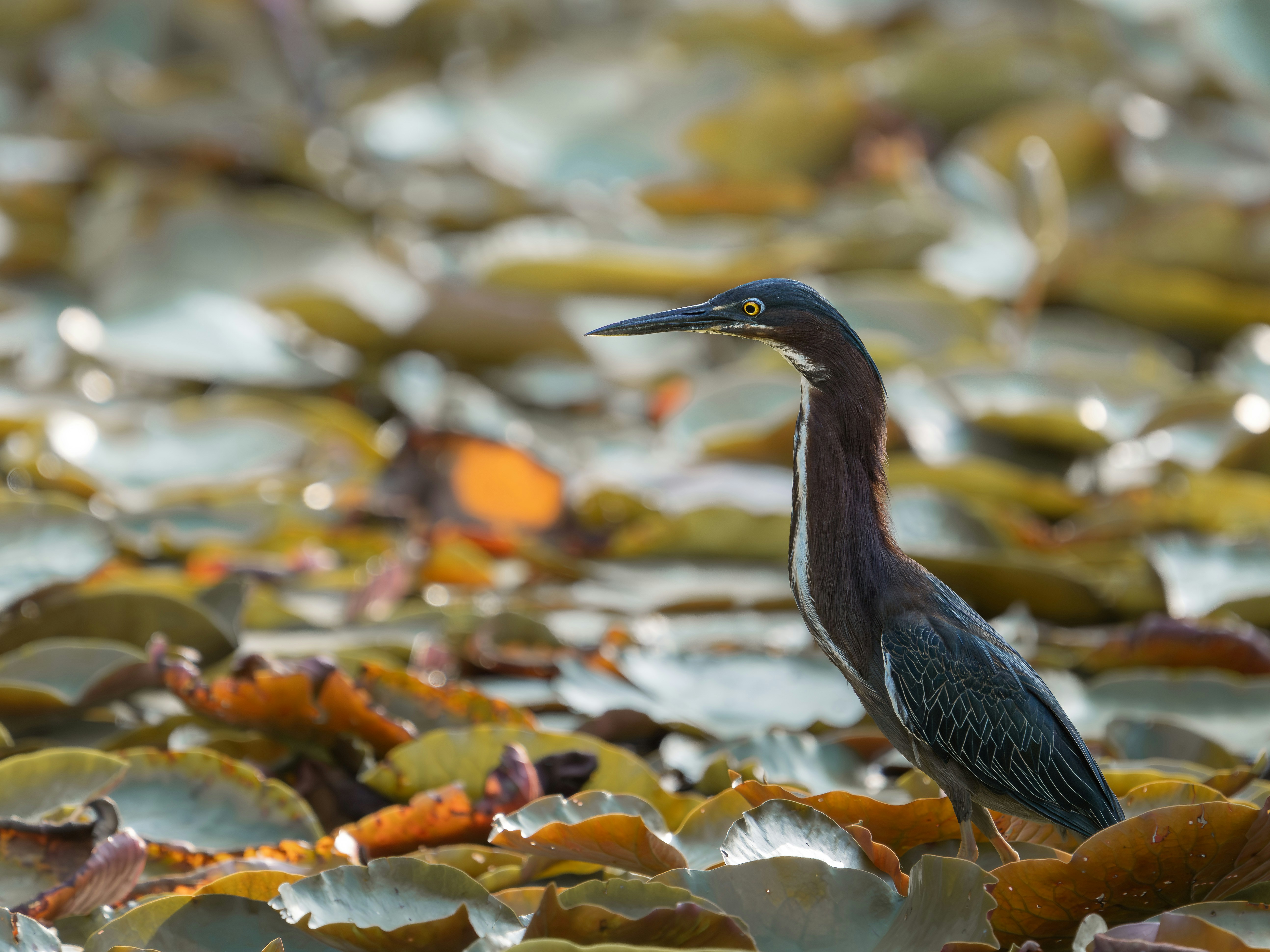 Uma garça-verde está entre folhas de lírio em um lago.