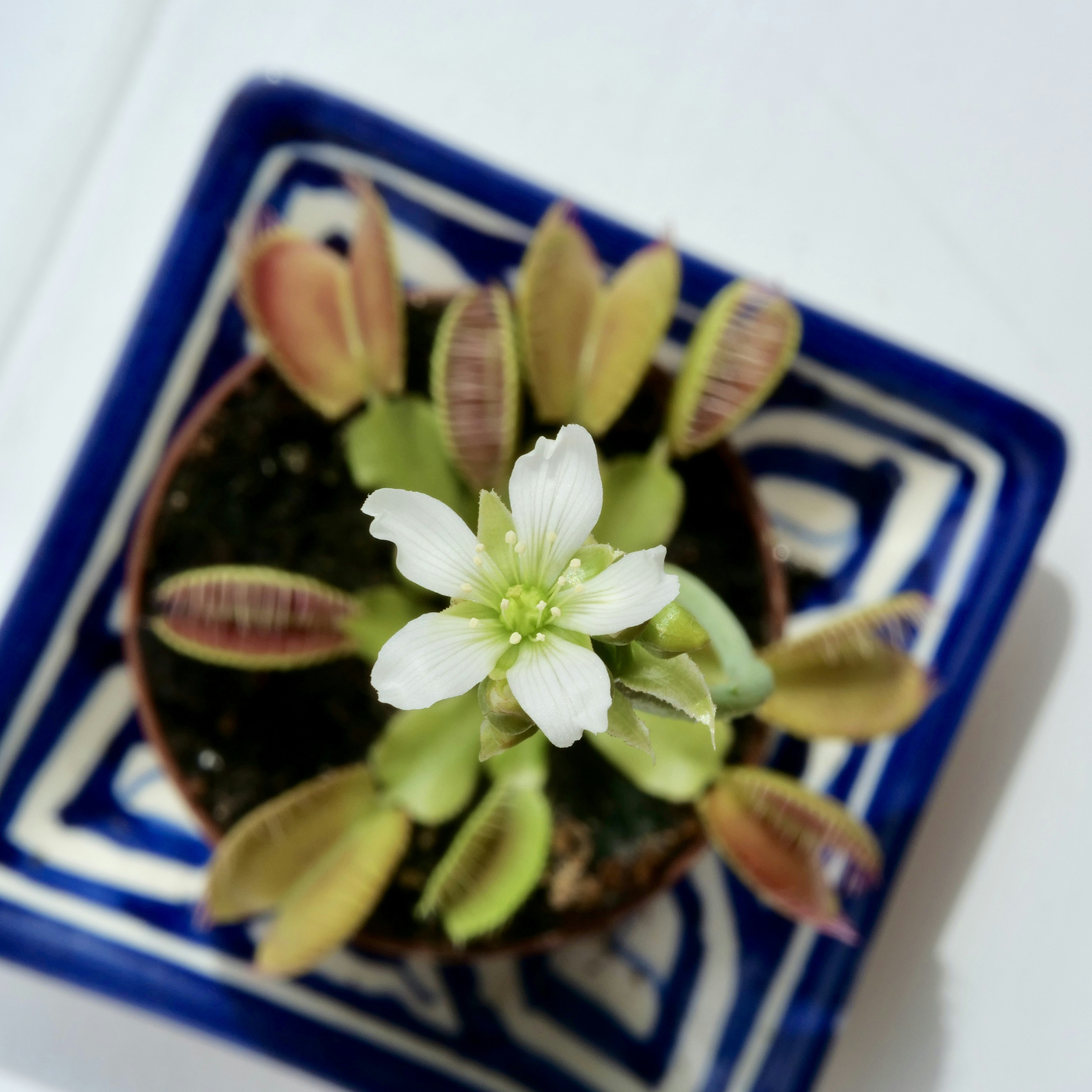 A venus flytrap plant with a white flower.