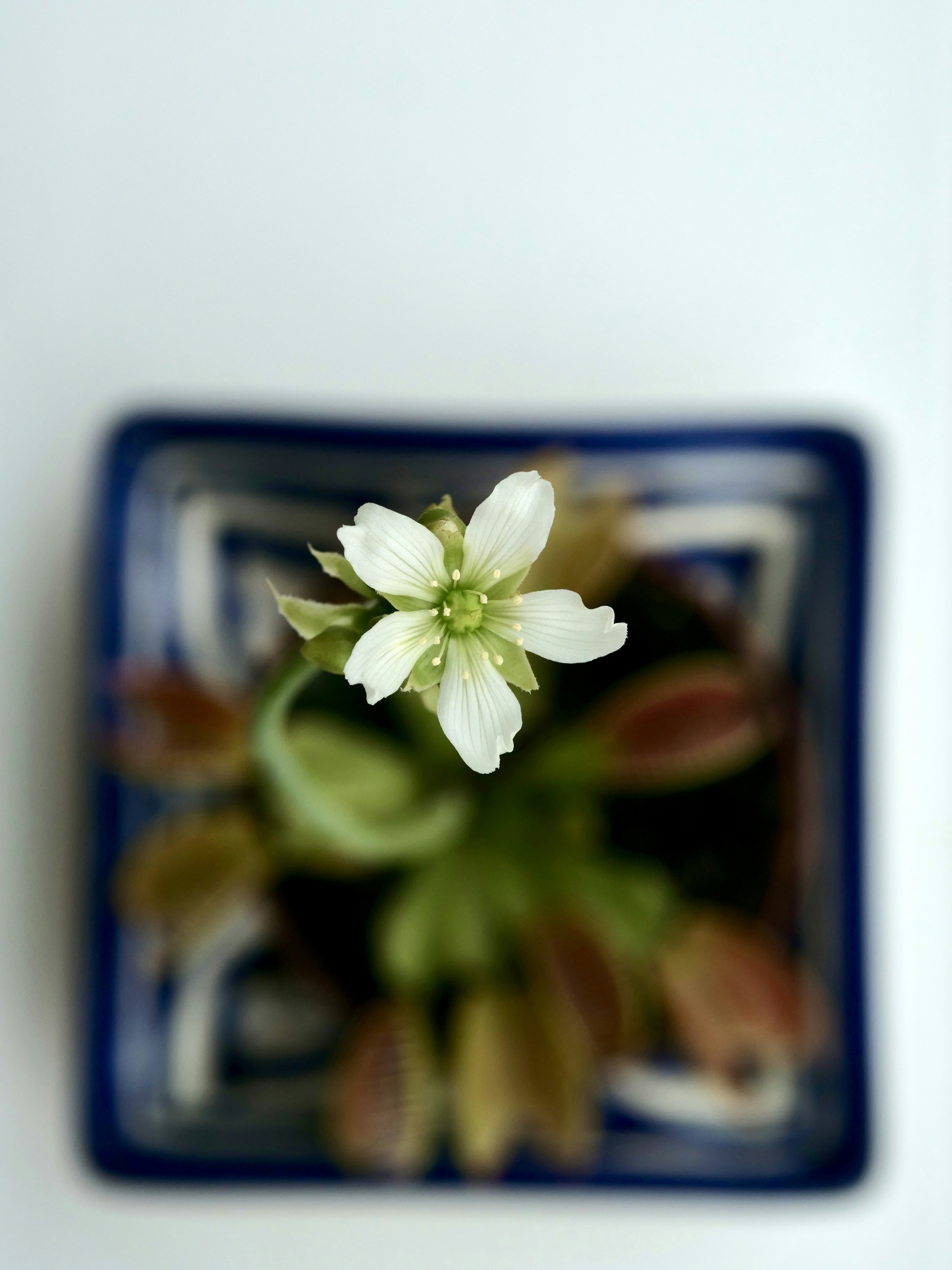 A white flower blooms atop a venus flytrap plant.